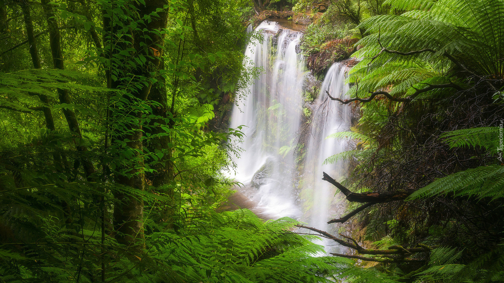 Australia, Tasmania, Park Narodowy Mount Field, Wodospad Russell Falls, Las, Drzewa
