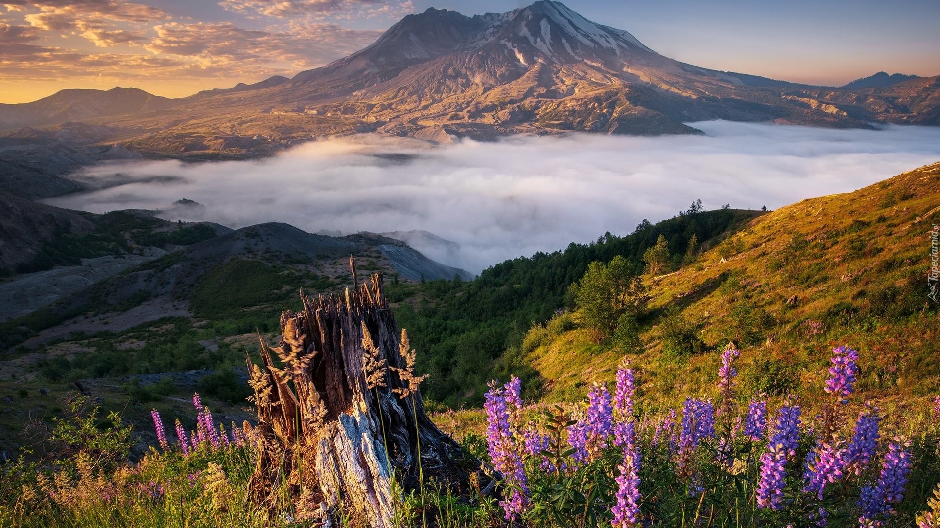 Góry Kaskadowe, Wulkan, Mount St Helens, Łubin, Mgła, Chmury, Stan Waszyngton, Stany Zjednoczone