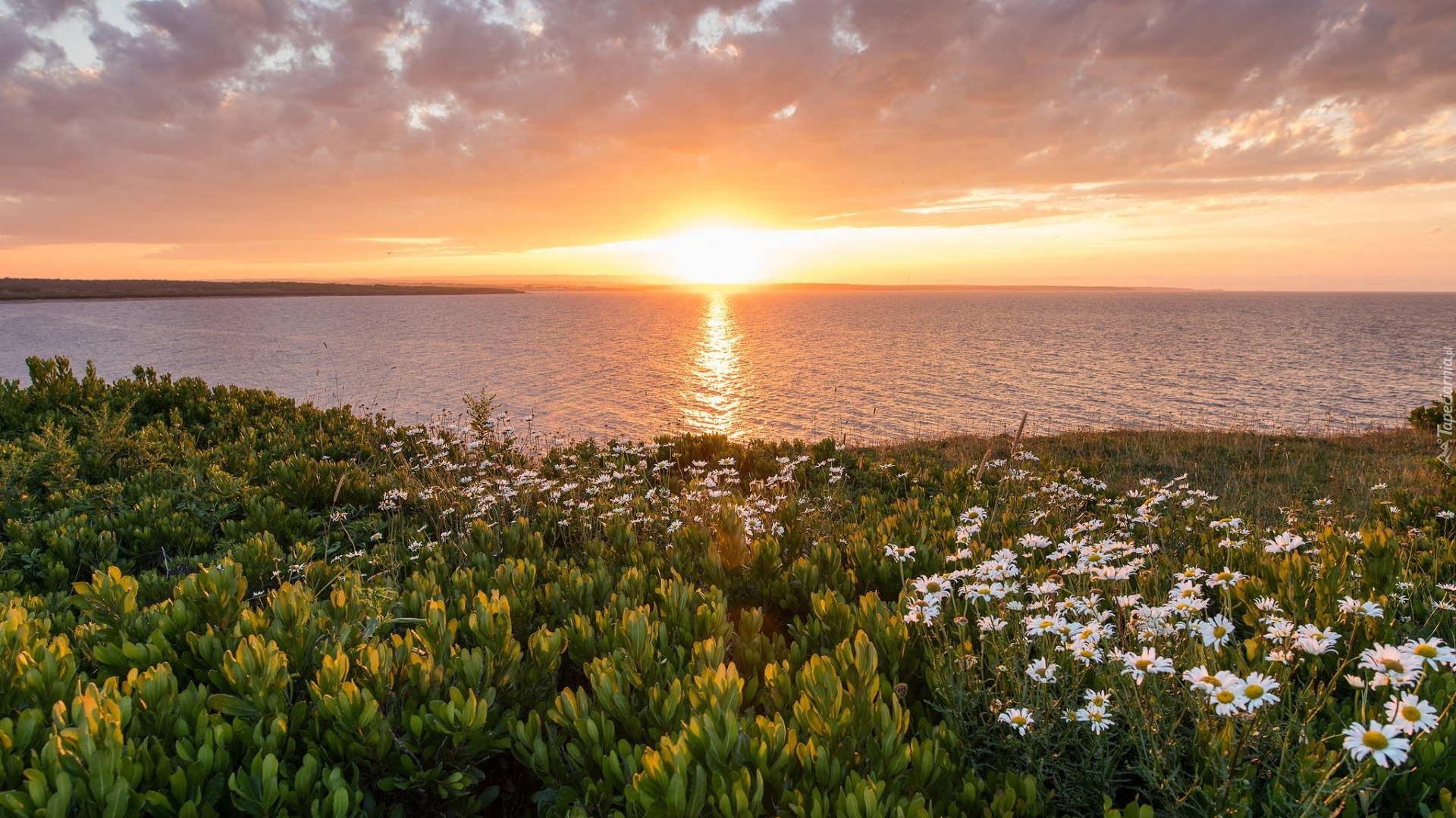 Kanada, Nowa Szkocja, Zachód słońca, Morze - Ocean Atlantycki, Brzeg, Kwiaty, Złocień, Rośliny