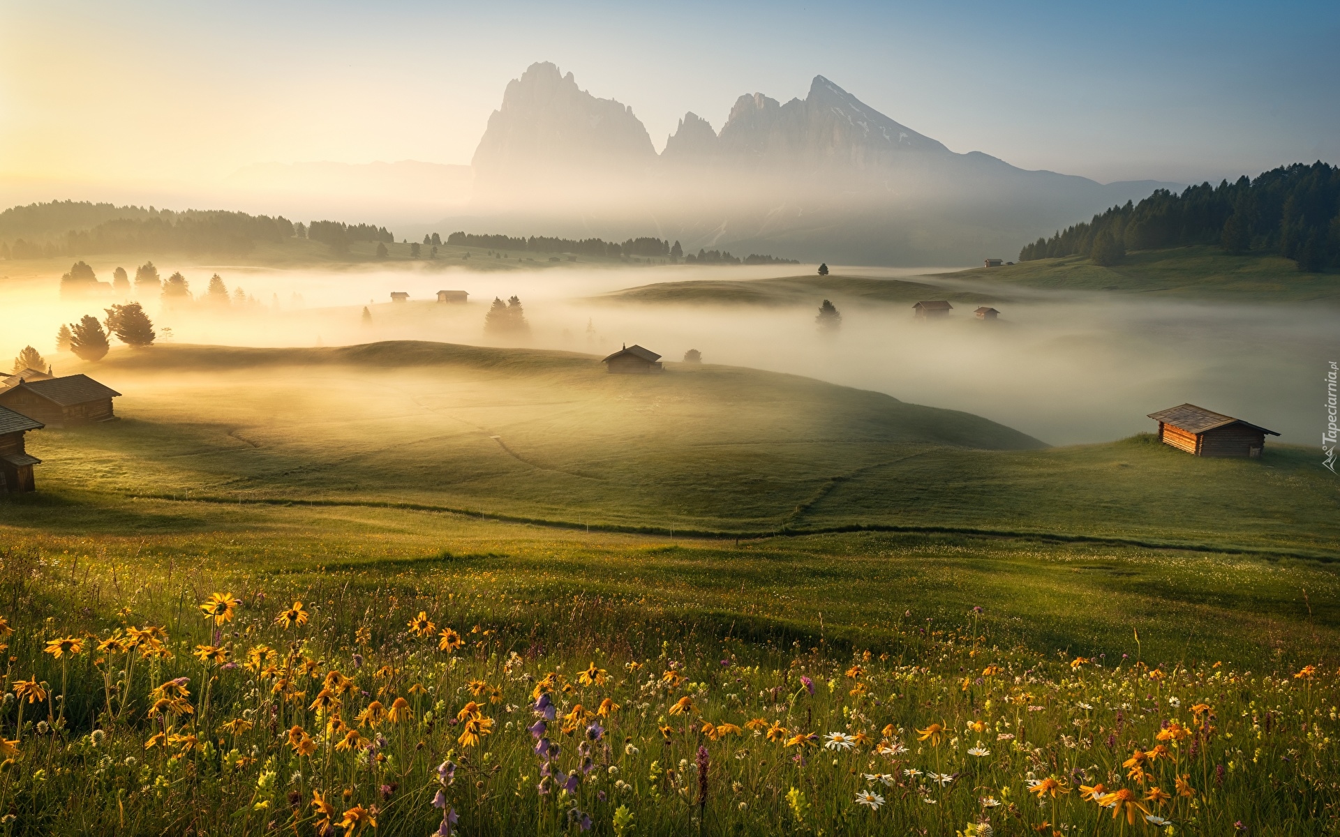 Łąka, Kwiaty, Poranna, Mgła, Płaskowyż Seiser Alm, Góry, Dolomity, Włochy