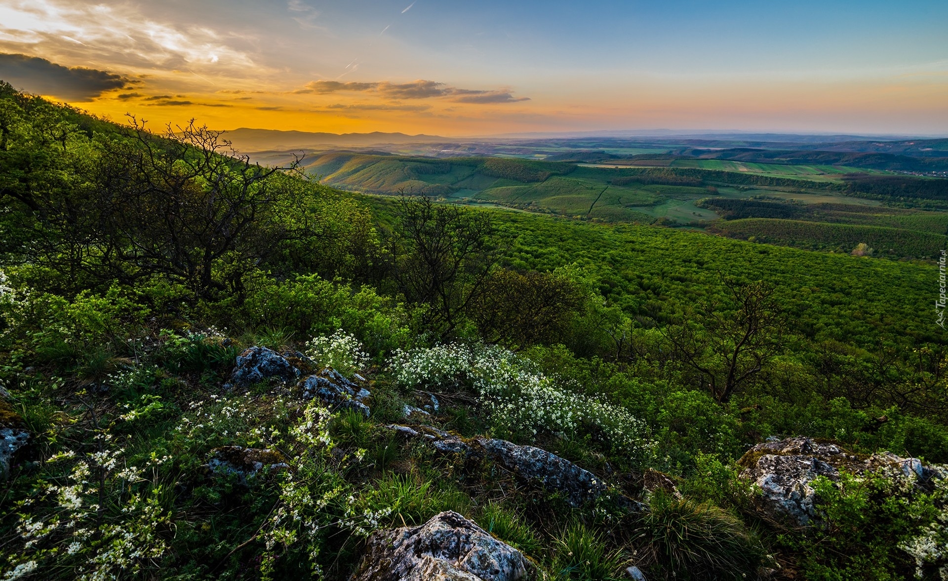 Wzgórza, Pola, Roślinność, Drzewa