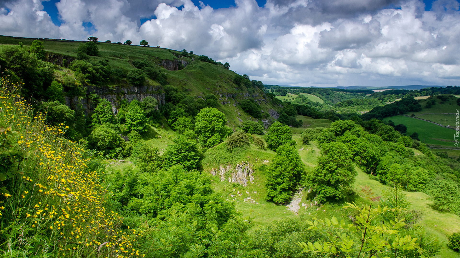 Zielone, Wzgórza, Drzewa, Trawa, Krzewy, Chmury