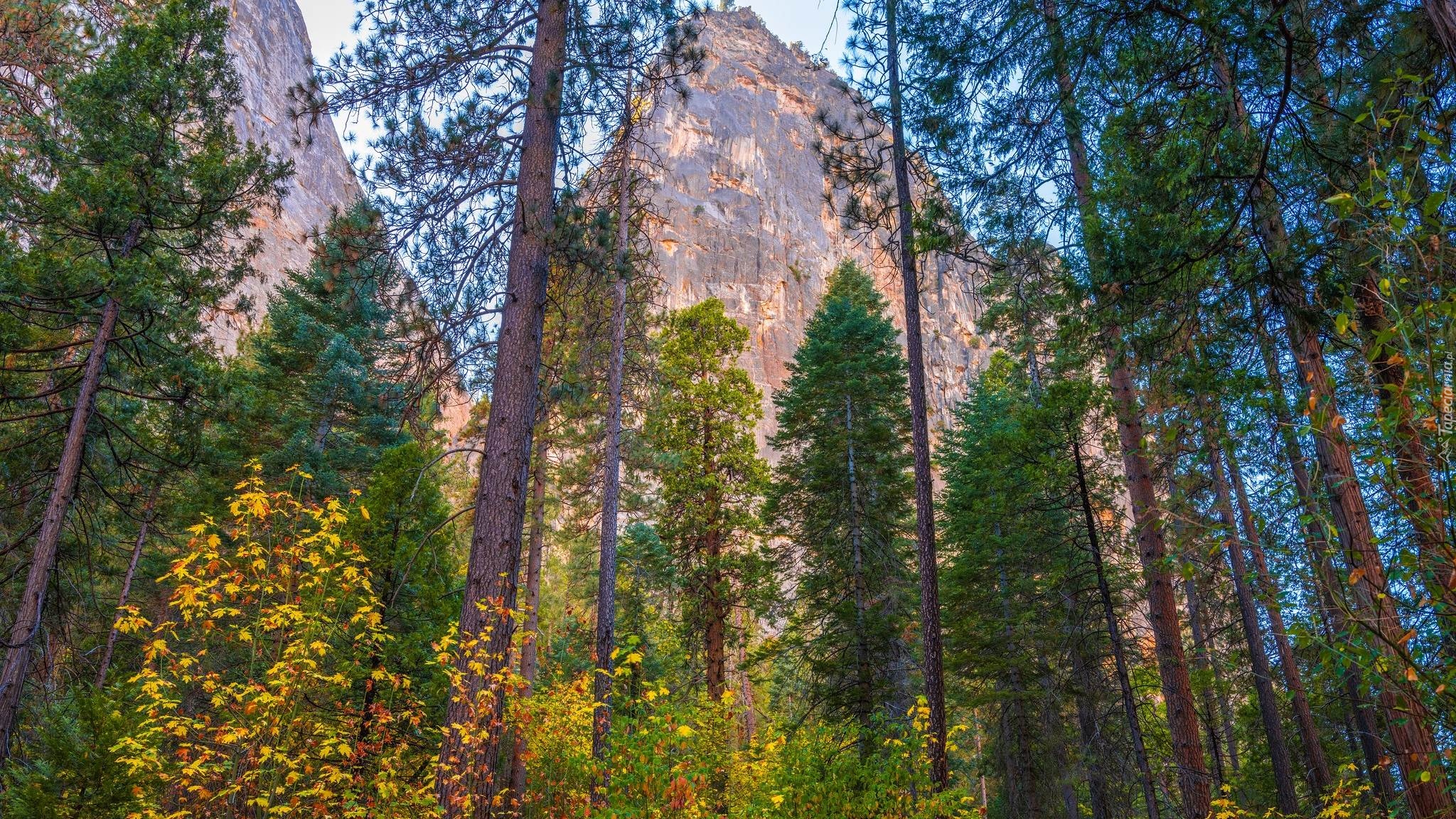 Park Narodowy Yosemite, Góry, Drzewa, Sosny, Stan Kalifornia, Stany Zjednoczone