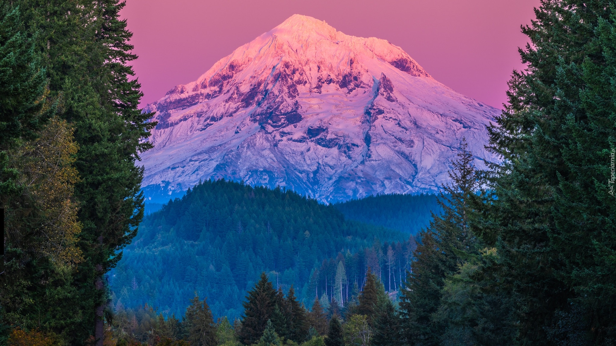 Góra, Stratowulkan, Mount Hood, Szczyt, Śnieg, Drzewa, Świerki, Stan Oregon, Stany Zjednoczone