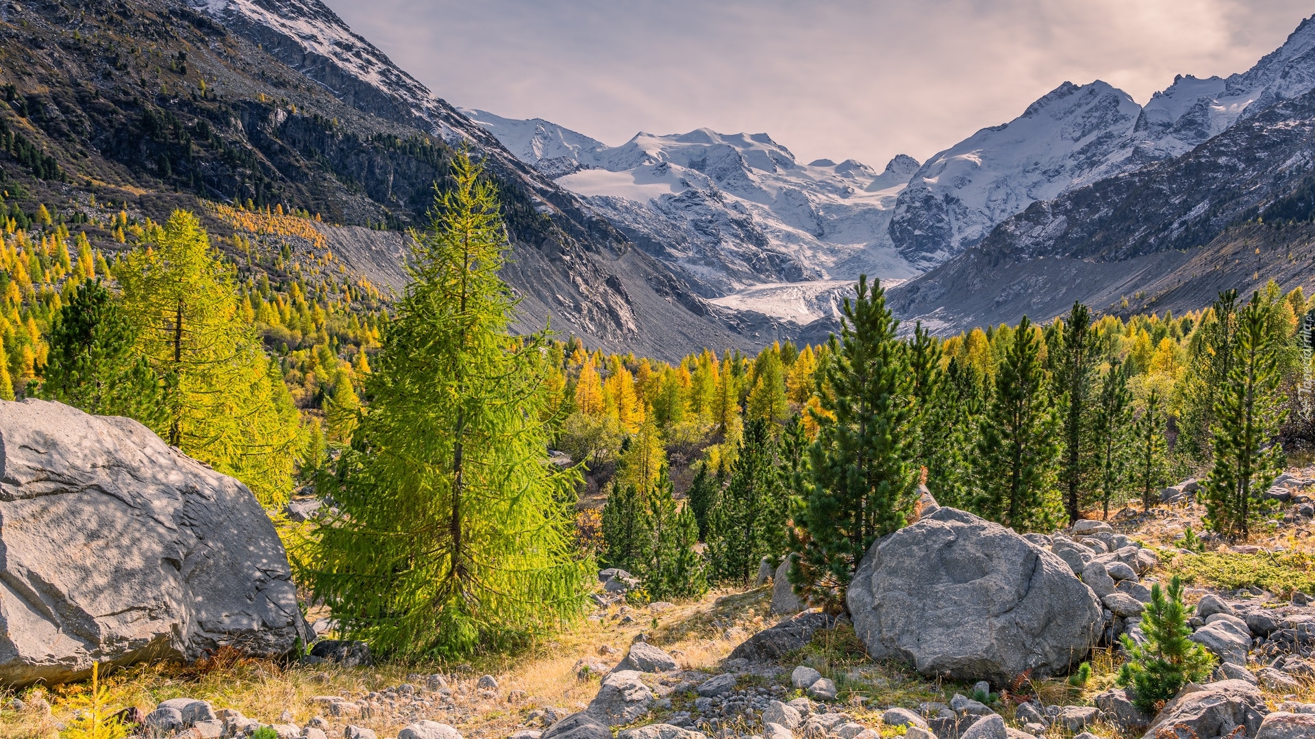 Góry, Alpy, Kamienie, Drzewa, Lodowiec, Morteratsch Glacier, Szwajcaria