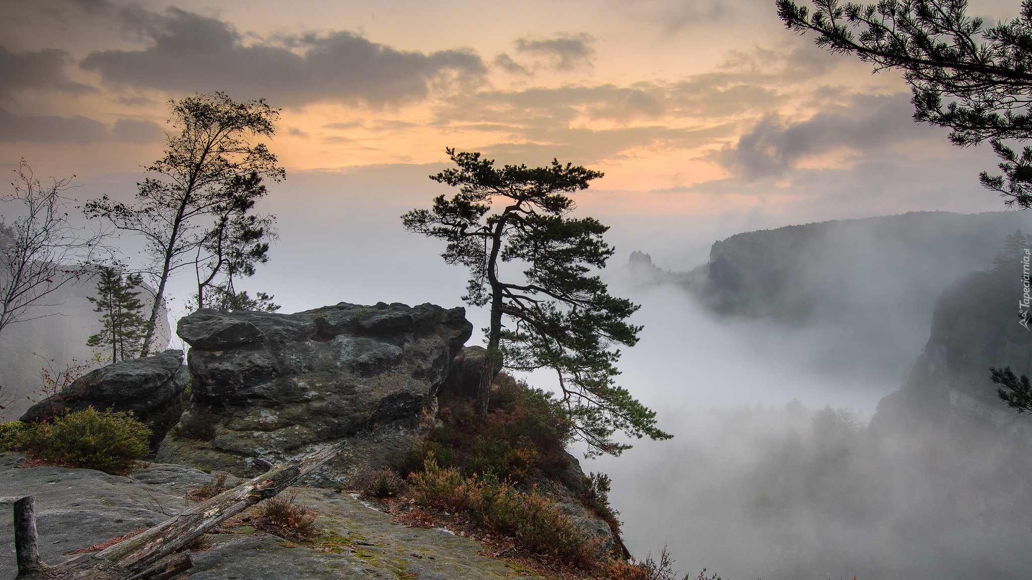 Poranek, Skała, Drzewa, Sosny, Mgła, Park Narodowy Saskiej Szwajcarii, Powiat Sachsische Schweiz-Osterzgebirge, Niemcy