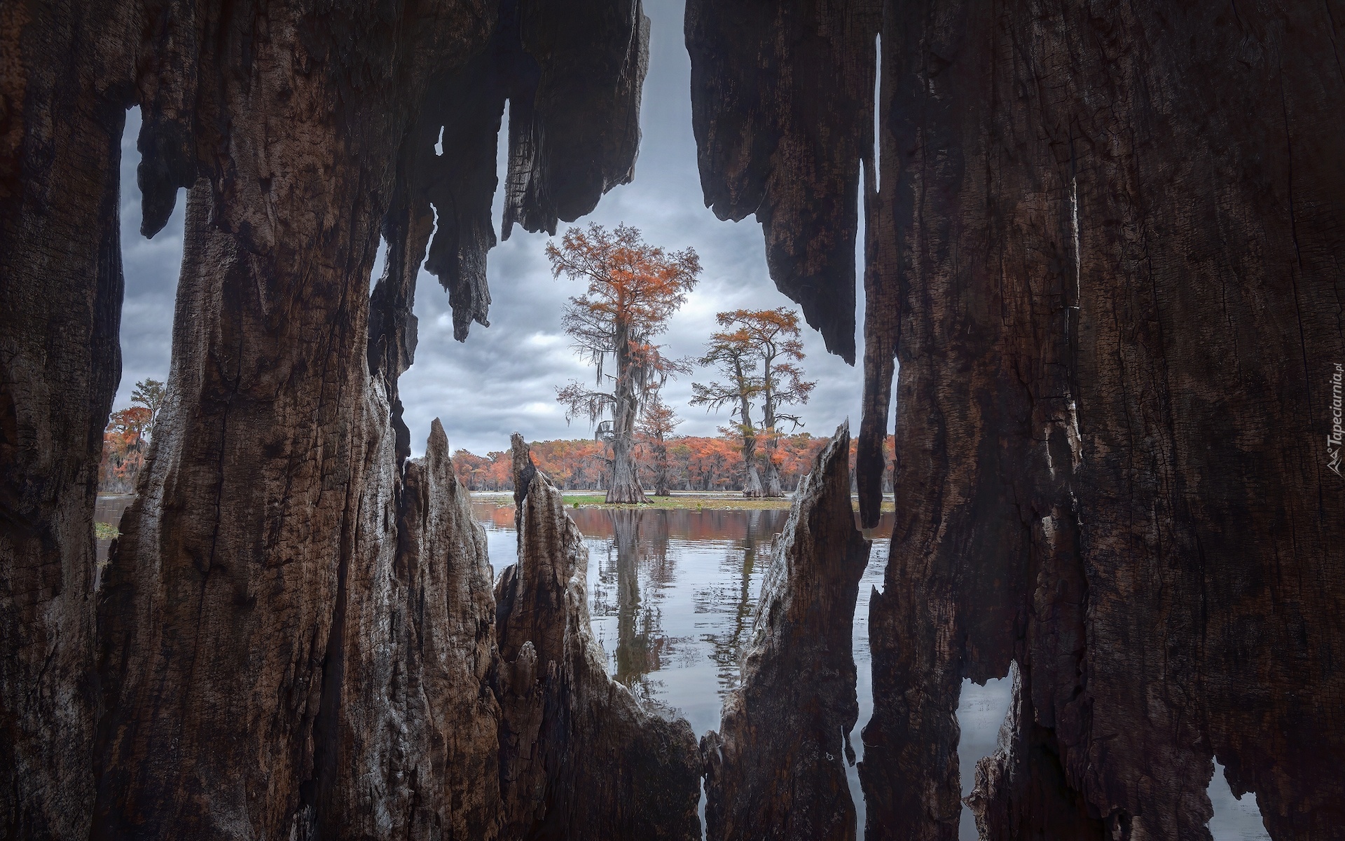 Stany Zjednoczone, Teksas, Jezioro, Caddo Lake, Drzewa, Cyprysy