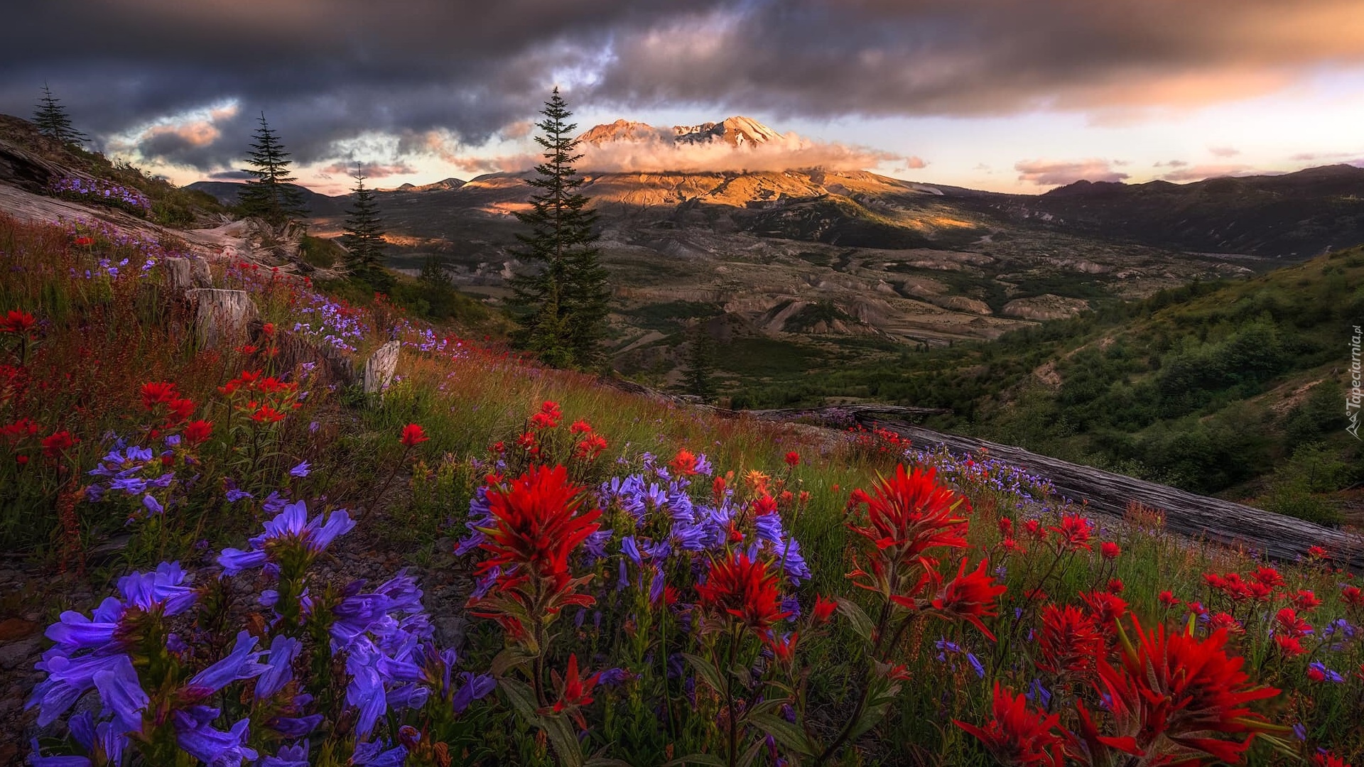 Góry Kaskadowe, Góra, Wulkan, Mount St Helens, Łąka, Kwiaty, Chmury, Stan Waszyngton, Stany Zjednoczone