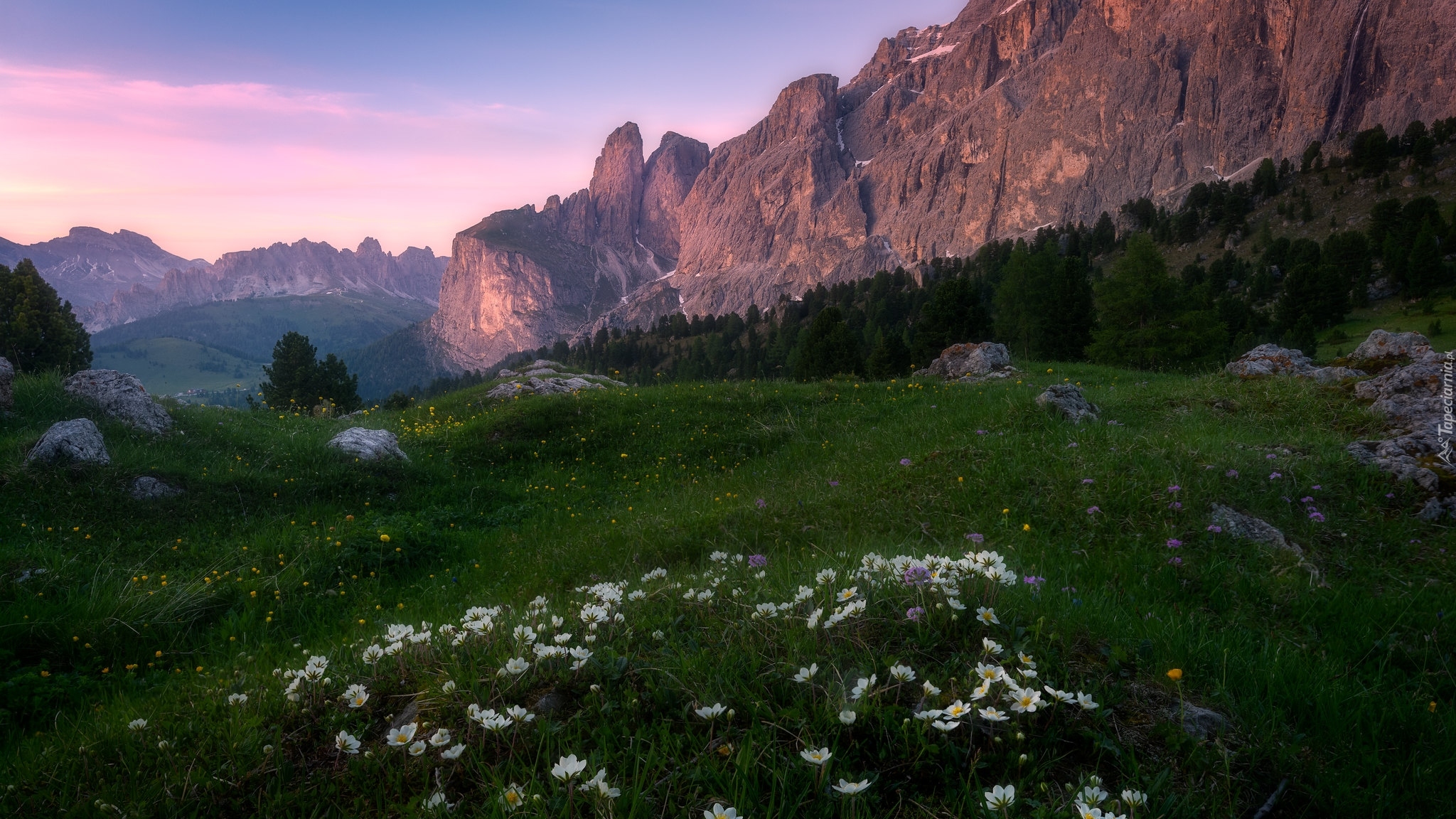 Łąka, Kwiaty, Zawilce, Góry, Dolomity, Włochy