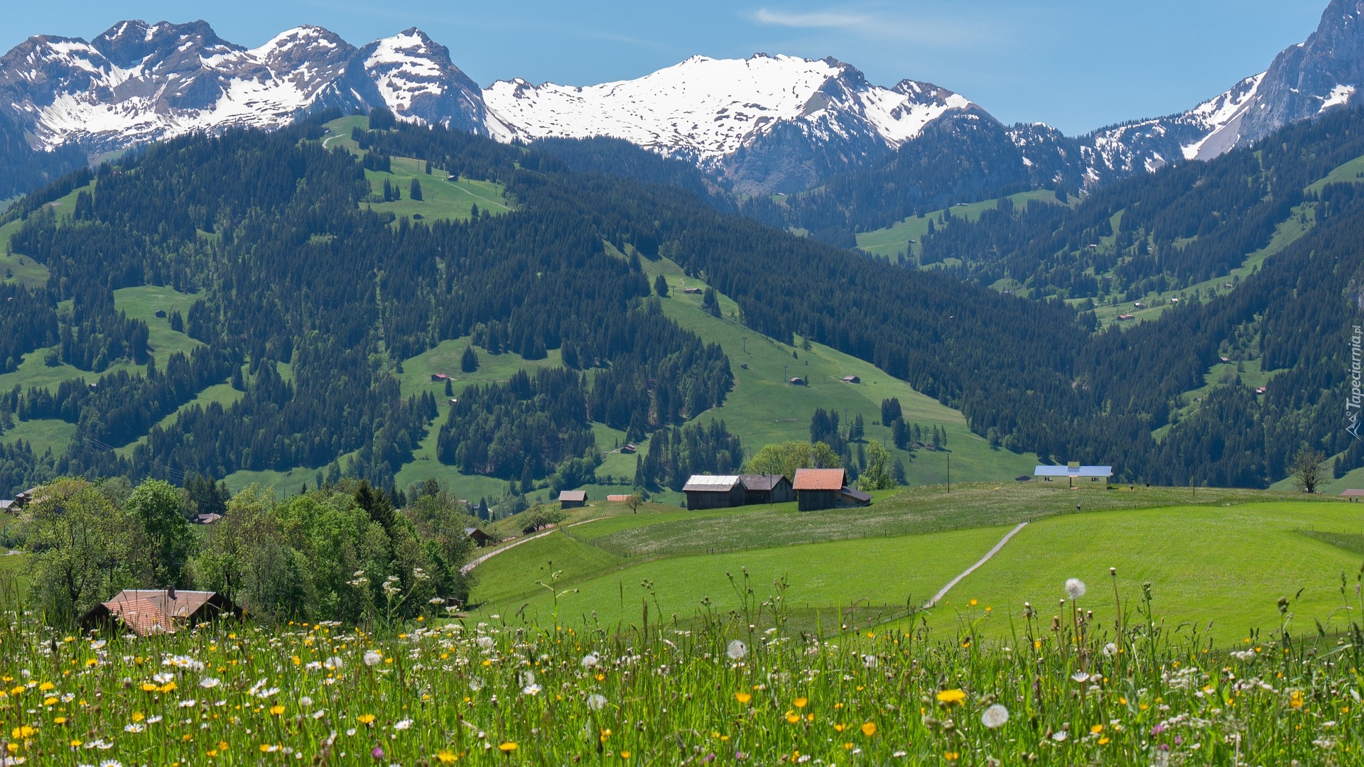 Domy, Dolina, Łąka, Alpy, Góry, Alpy, Oberland Berneński, Kanton Berno, Szwajcaria