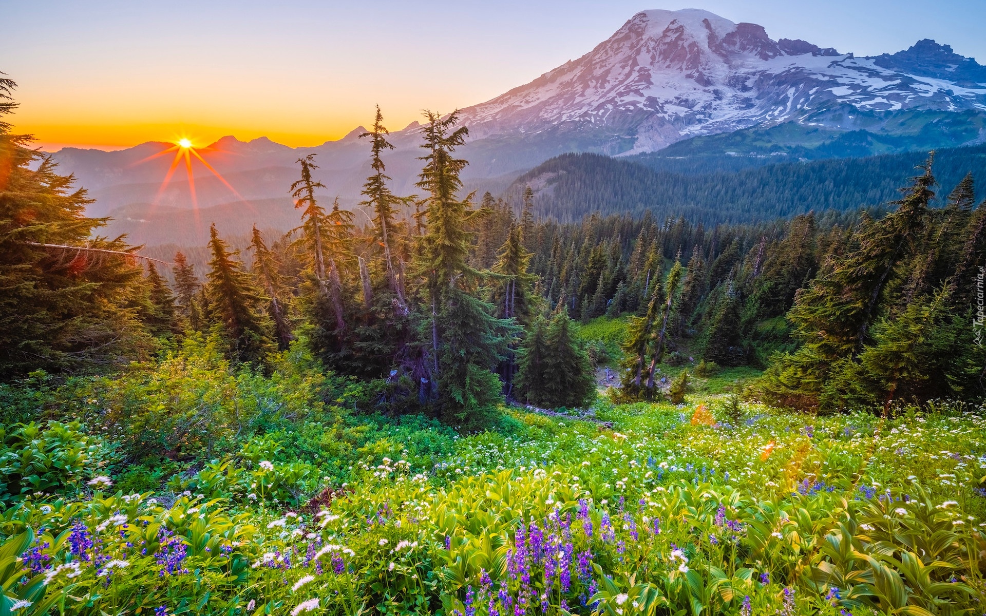 Stany Zjednoczone, Waszyngton, Park Narodowy Mount Rainier, Stratowulkan Mount Rainier, Promienie słońca, Łąka, Kwiaty, Polne, Drzewa