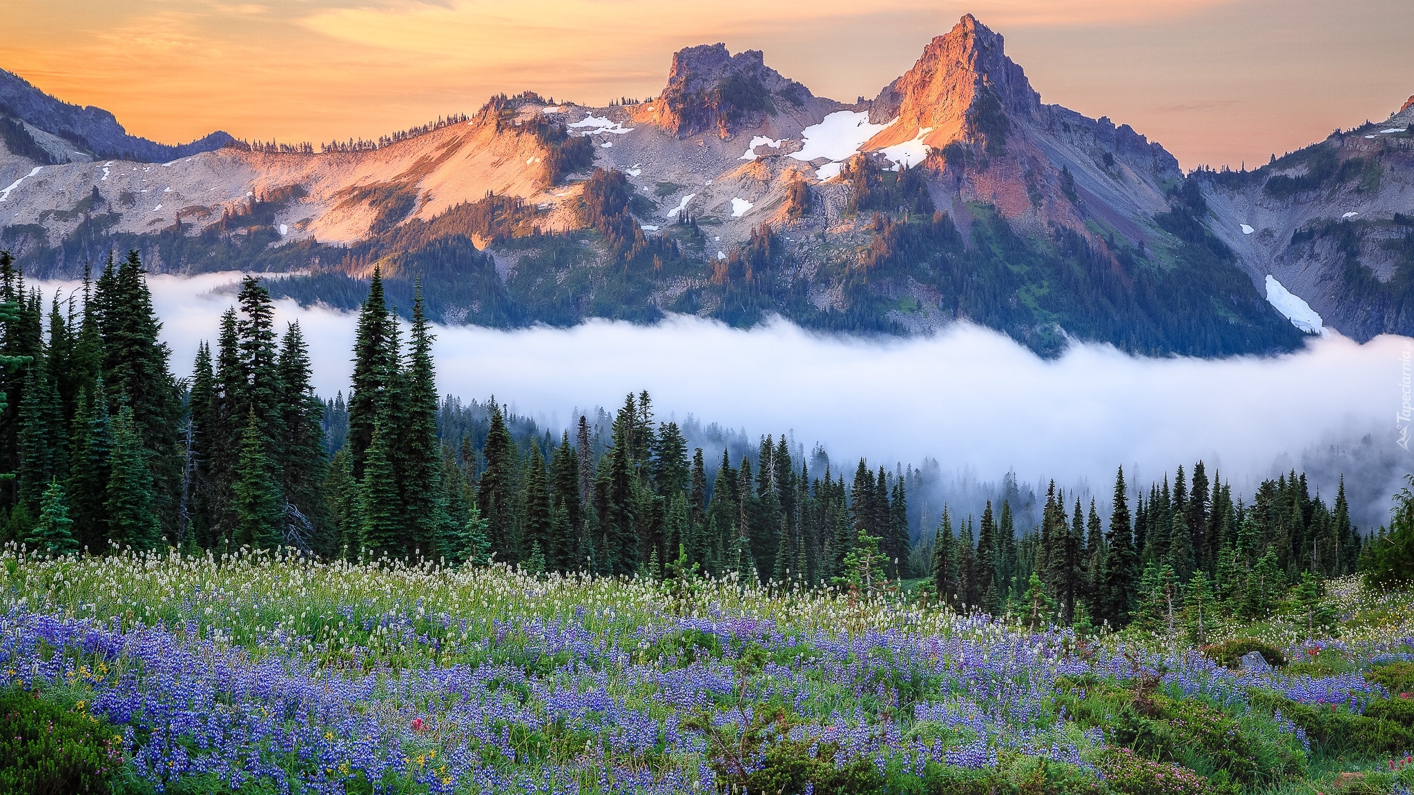 Park Narodowy Mount Rainier, Góry, Tatoosh Range, Łąka, Kwiaty, Mgła, Stan Waszyngton, Stany Zjednoczone