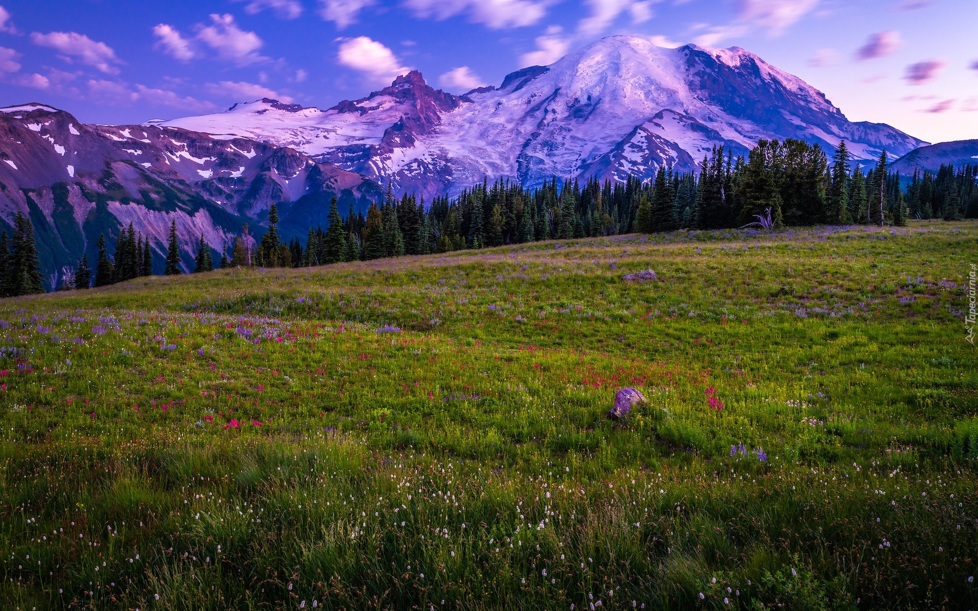 Stany Zjednoczone, Stan Waszyngton, Park Narodowy Mount Rainier, Góry, Łąka, Kwiaty, Polne, Chmury