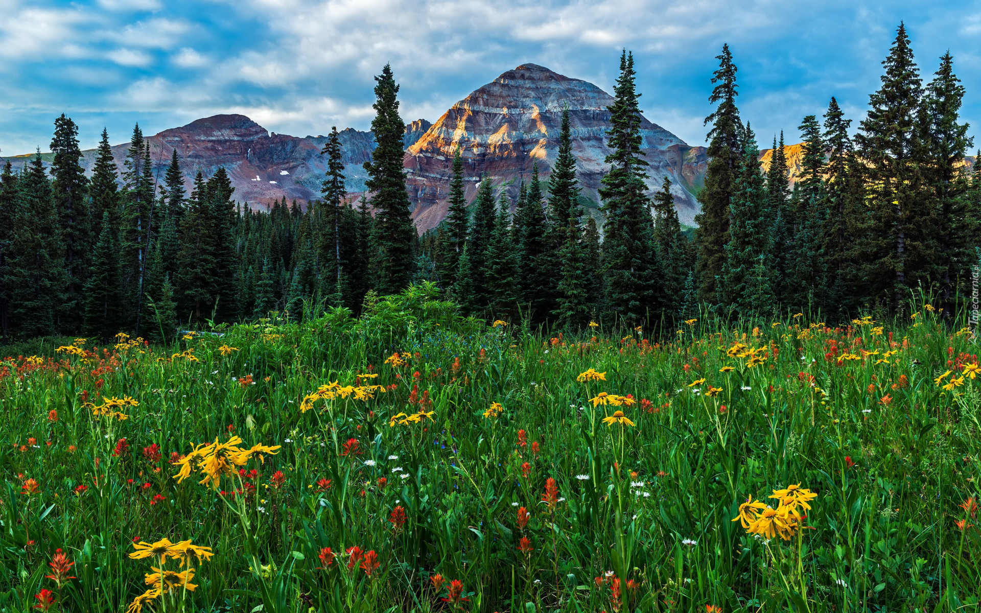 Stany Zjednoczone, Kolorado, San Juan Mountains, Hesperus Peak, Łąka, Kwiaty, Drzewa, Góry, Chmury