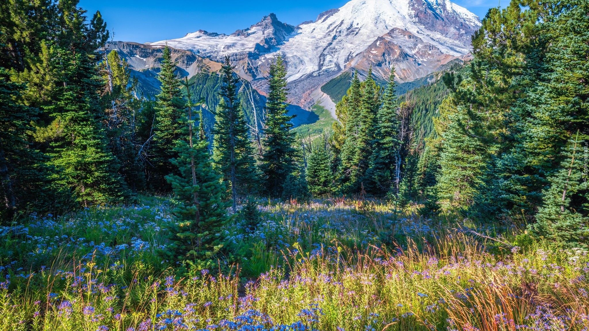 Góry, Drzewa, Świerki, Kwiaty, Park Narodowy Mount Rainier, Stan Waszyngton, Stany Zjednoczone