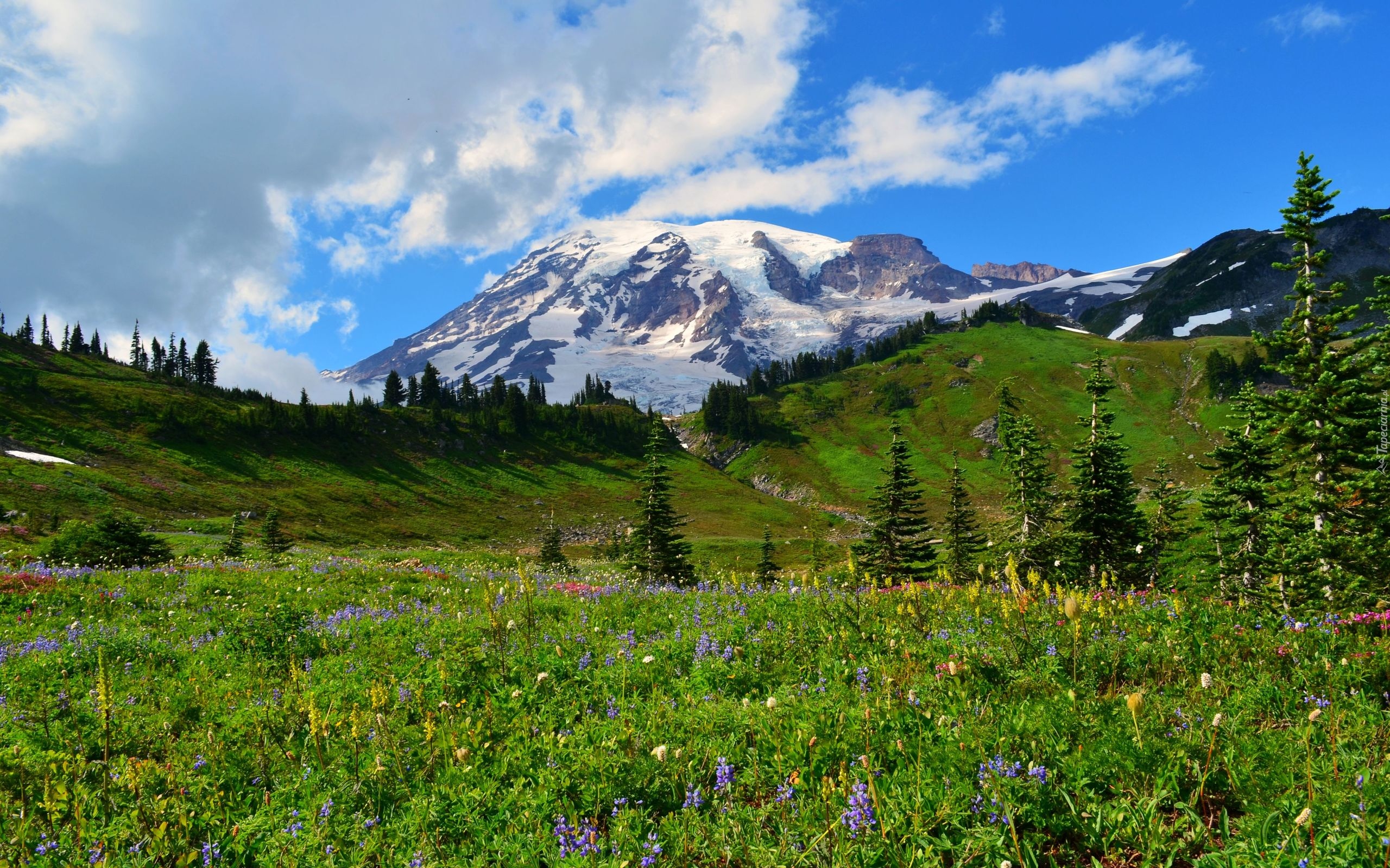 Góry, Stratowulkan, Mount Rainier, Drzewa, Łąka, Park Narodowy Mount Rainier, Stan Waszyngton, Stany Zjednoczone