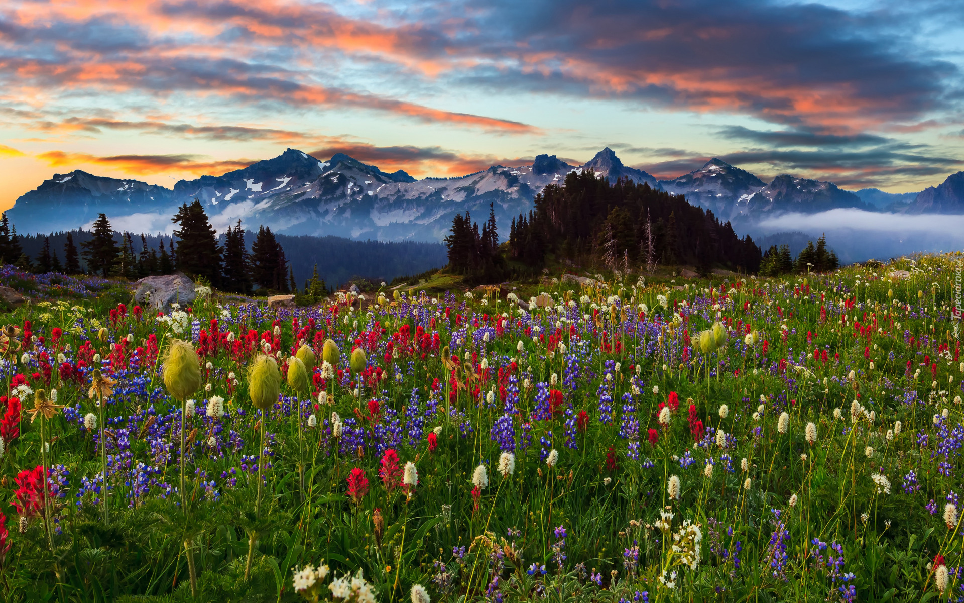 Chmury, Góry Tatoosh Range, Drzewa, Lato, Łąka, Kwiaty, Zachód słońca, Park Narodowy Mount Rainier, Stan Waszyngton, Stany Zjednoczone