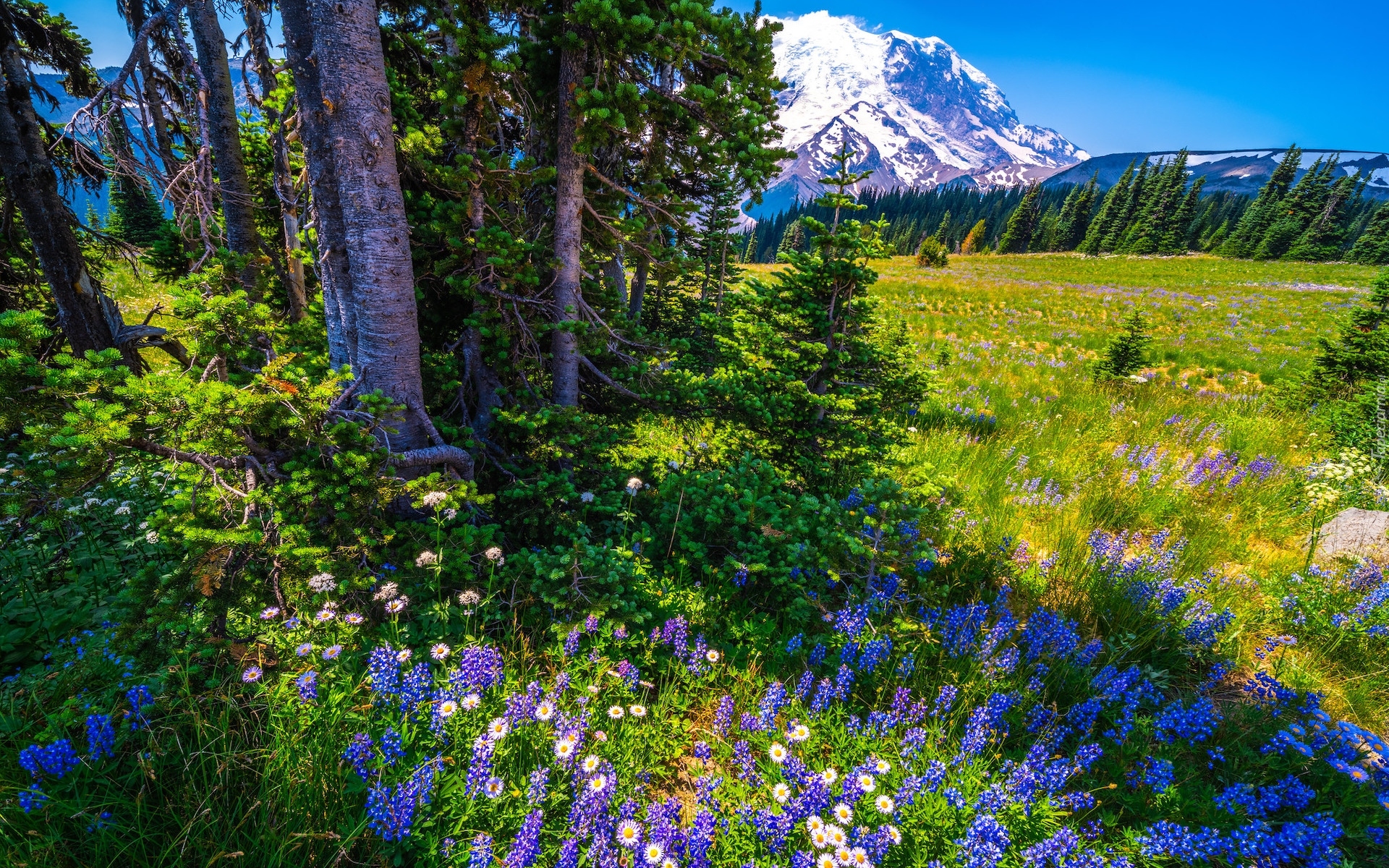 Łąka, Stratowulkan Mount Rainier, Park Narodowy Mount Rainier, Góry, Niebieskie, Kwiaty, Łubin, Drzewa, Stan Waszyngton, Stany Zjednoczone