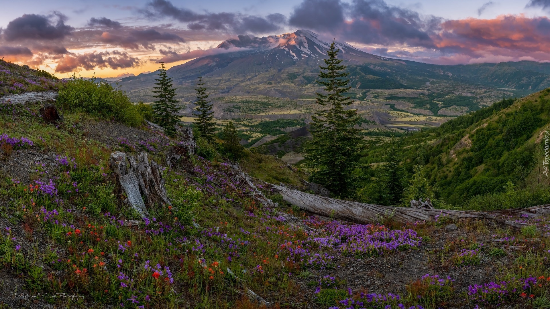 Góry Kaskadowe, Stratowulkan, Mount St Helens, Łąka, Kwiaty, Drzewa, Stan Waszyngton, Stany Zjednoczone