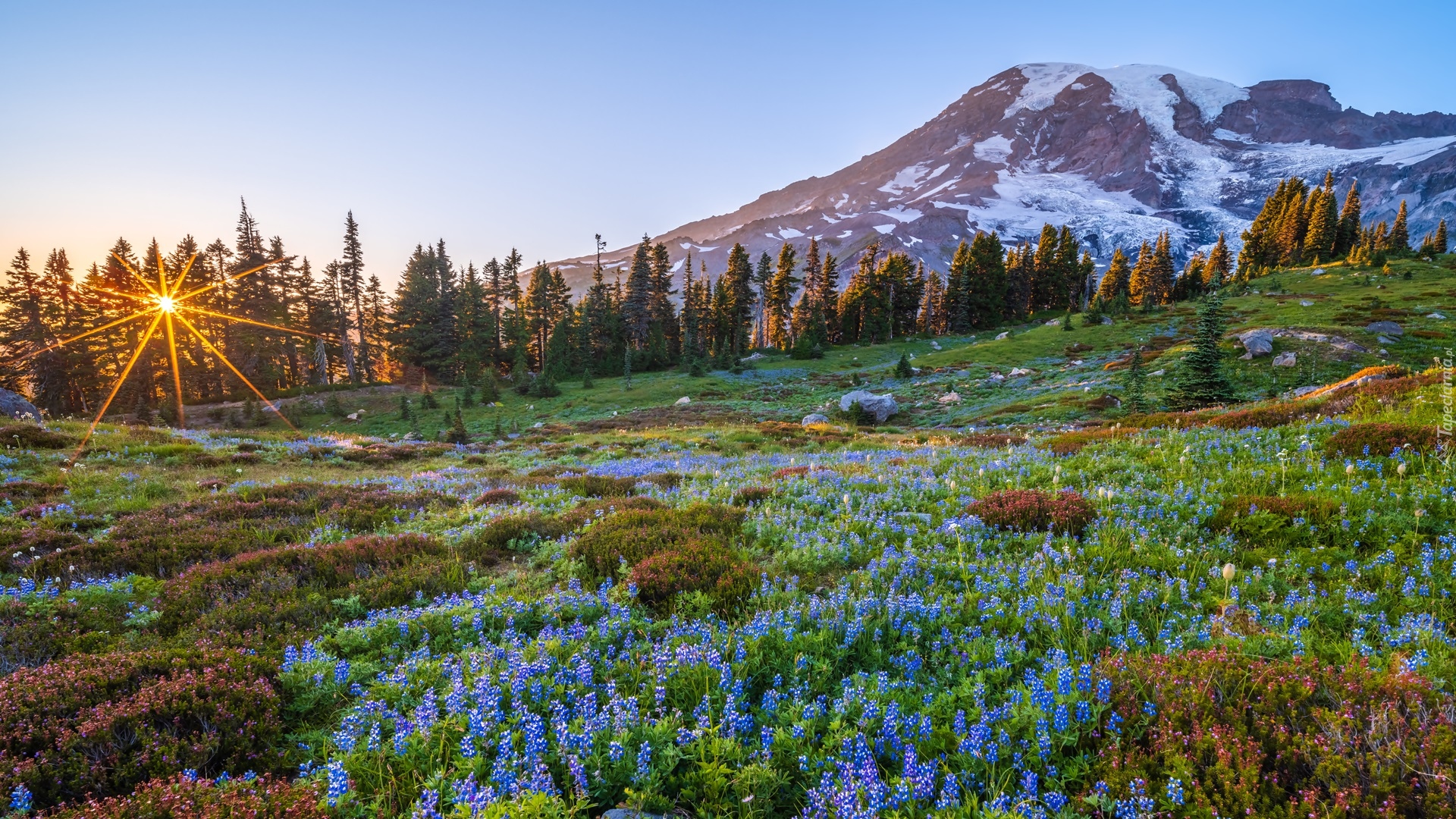 Park Narodowy Mount Rainier, Góra, Szczyt, Mount Rainier, Stan Waszyngton, Stany Zjednoczone, Kwiaty, Łąka, Promienie słońca