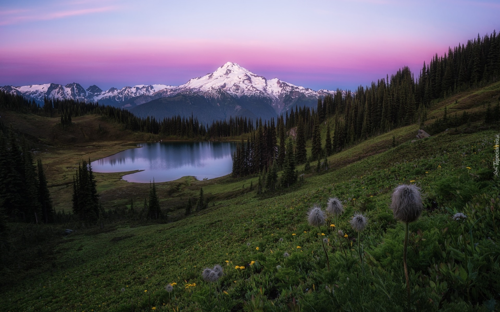 Stany Zjednoczone, Park Narodowy Mount Rainier, Góry, Mount Rainier, Jezioro, Tipsoo Lake, Drzewa