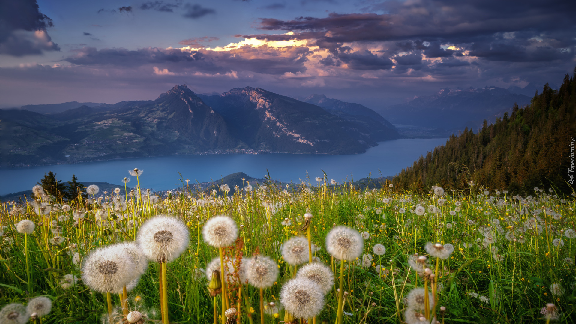 Szwajcaria, Kanton Berno, Alpy, Lake Thun, Thunersee, Góry, Jezioro, Łąka, Kwiaty, Mniszek lekarski, Dmuchawce, Polana, Las, Drzewa, Chmury