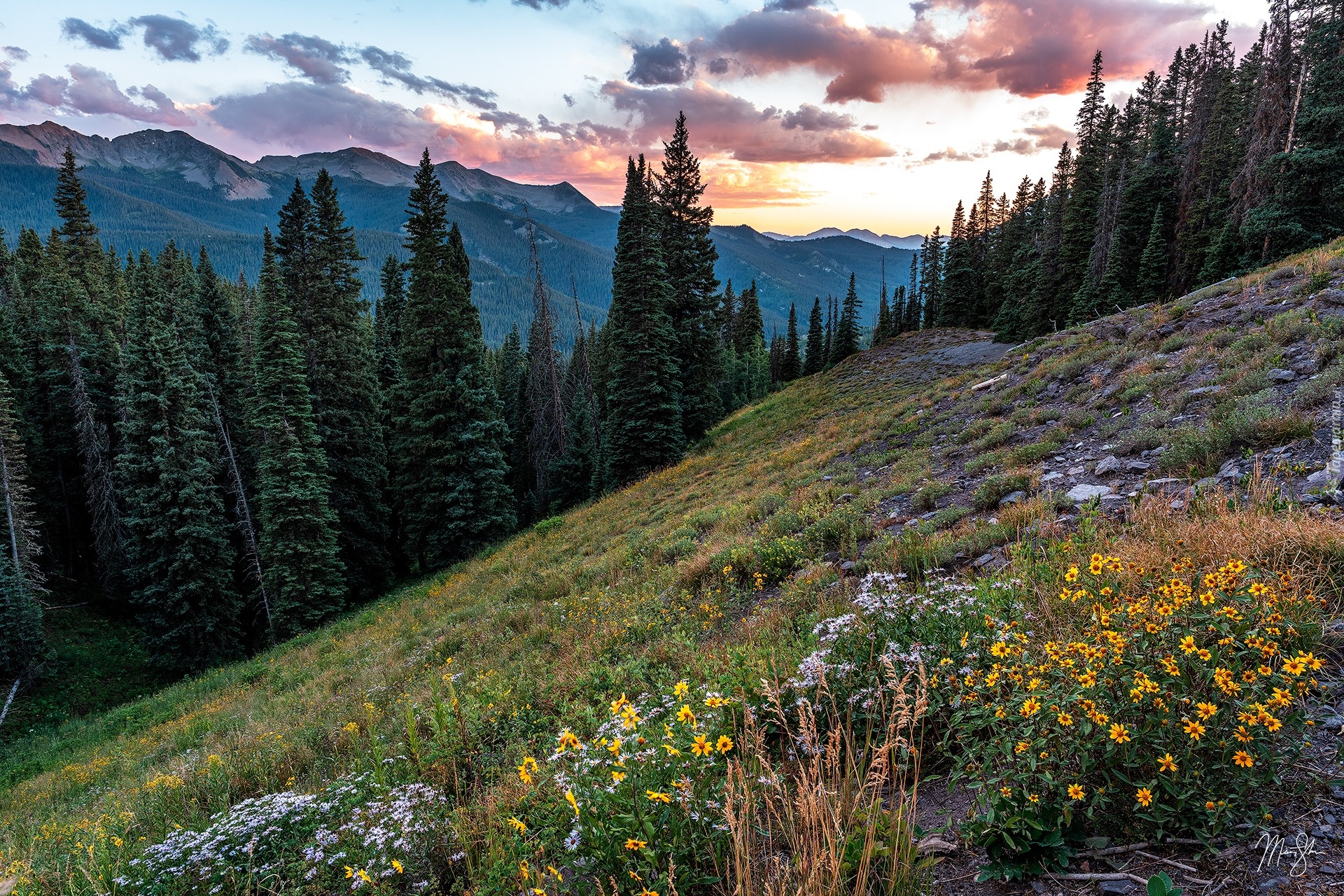 Stany Zjednoczone, Kolorado, Góry, Las, Gunnison National Forest, Drzewa, Polana, Kwiaty