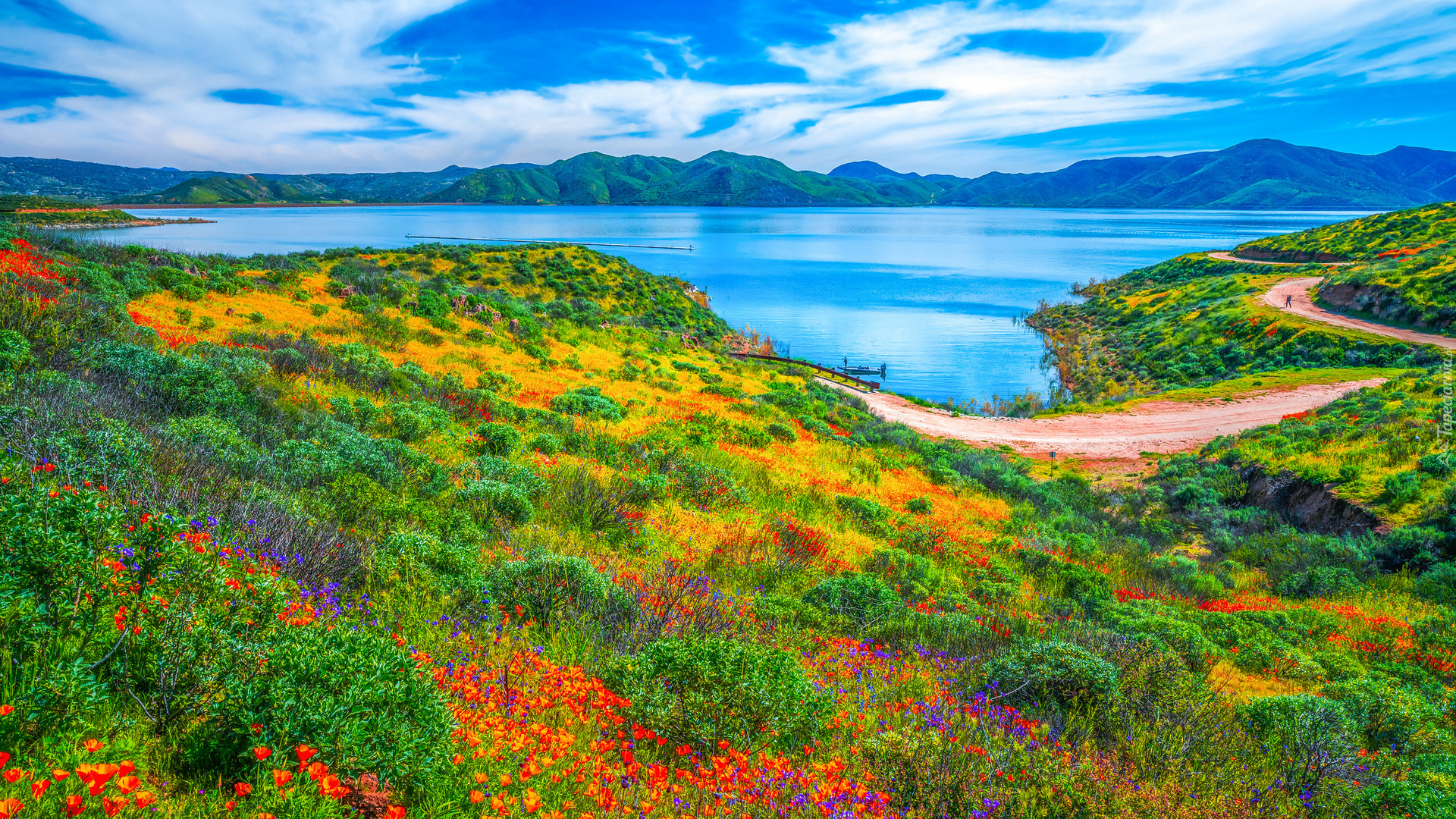 Stany Zjednoczone, Kalifornia, Jezioro, Diamond Valley Lake, Dolina Diamond Valley, Kwiaty, Łąka