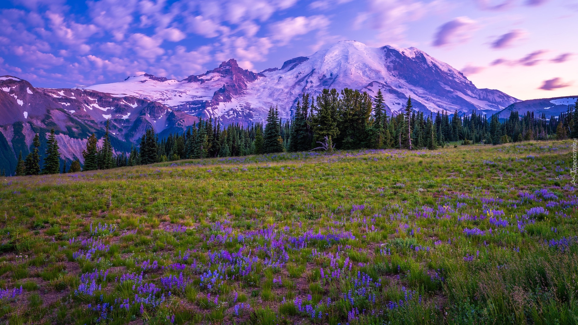 Stany Zjednoczone, Stan Waszyngton, Park Narodowy Mount Rainier, Góry, Łąka, Kwiaty, Chmury