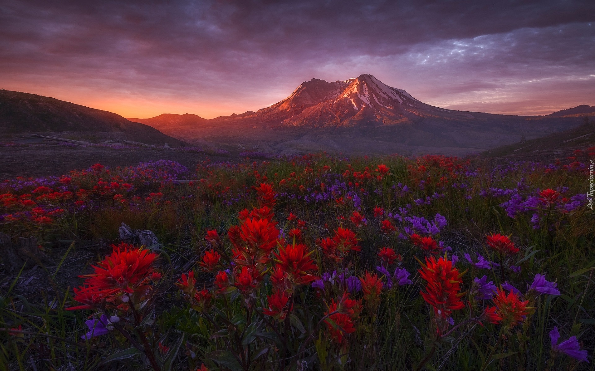 Góry Kaskadowe, Góra, Wulkan, Mount St Helens, Drzewa, Łąka, Kwiaty, Castilleja, Zachód słońca, Stan Waszyngton, Stany Zjednoczone