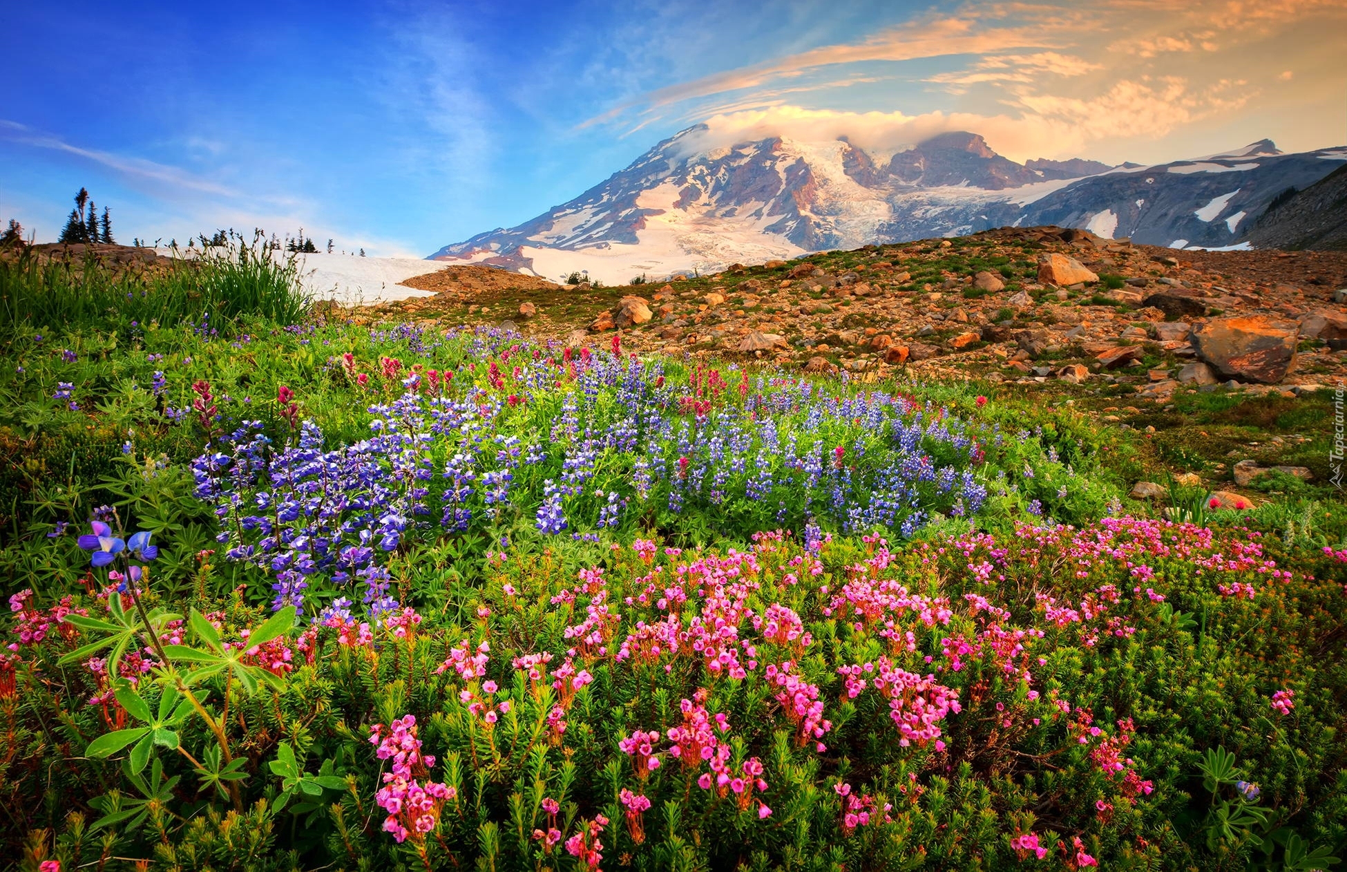 Stany Zjednoczone, Stan Waszyngton, Stratowulkan Mount Rainier, Góry Kaskadowe, Kwiaty, Łąka, Kamienie