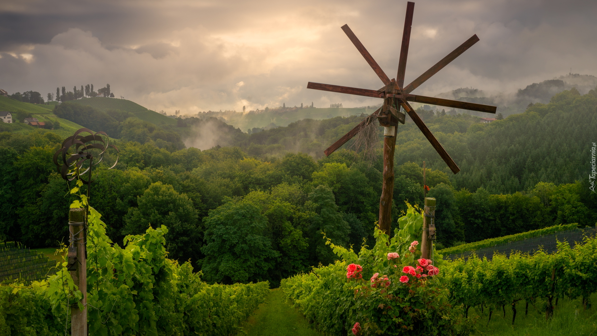 Drzewa, Wzgórza, Pole, Winnice, Kwiaty Róże, Styria, Austria