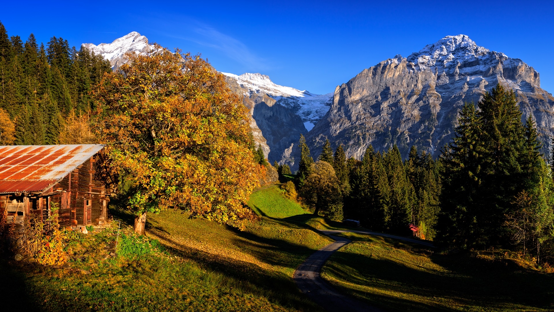 Szwajcaria, Kanton Berno, Dom, Wieś Grindelwald, Góry, Alpy Berneńskie, Drzewa, Droga, Jesień