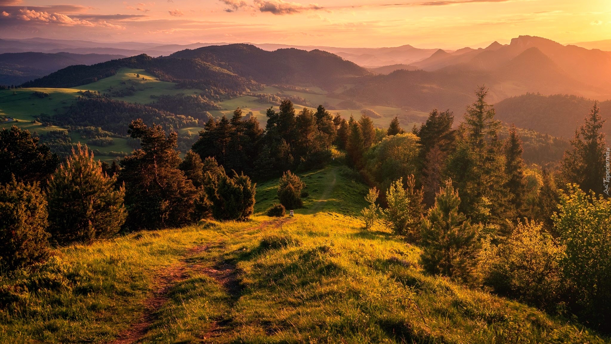 Polska, Góry, Małe Pieniny, Polana, Drzewa