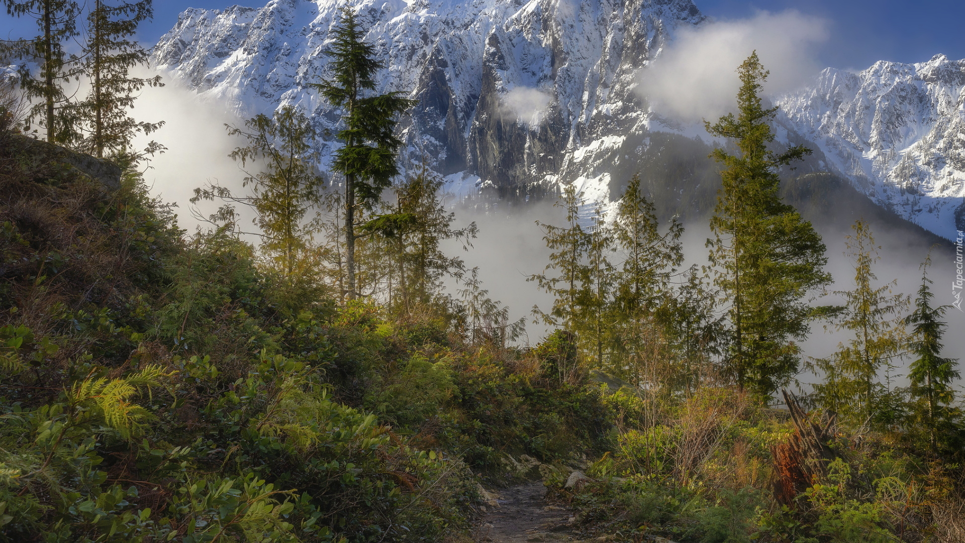 Drzewa, Rośliny, Ścieżka, Ośnieżona, Góra, Mount Index, Góry Kaskadowe, Stan Waszyngton, Stany Zjednoczone