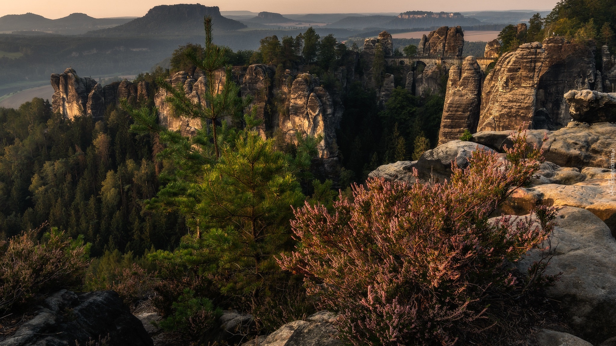 Formacja skalna, Bastei, Góry Połabskie, Skały, Sosna, Wrzos, Most, Park Narodowy Saskiej Szwajcarii, Niemcy