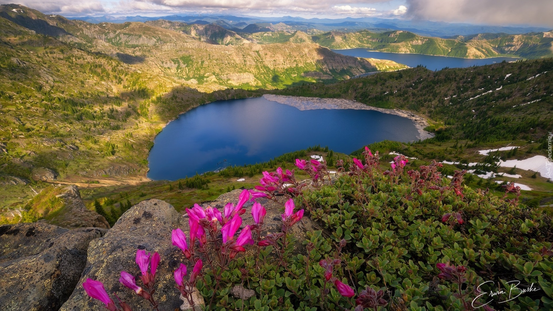 Góry, Jezioro, St. Helens Lake, Spirit Lake, Skały, Kwiaty, Różowe, Stan Waszyngton, Stany Zjednoczone