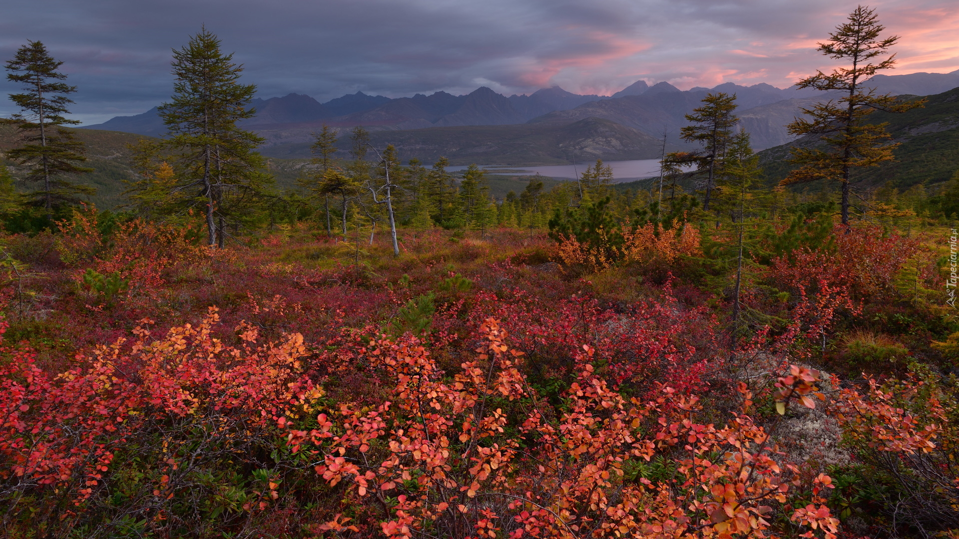 Jesień, Drzewa, Kolorowa, Roślinność, Góry, Jezioro Jack London, Kołyma, Magadan, Rosja