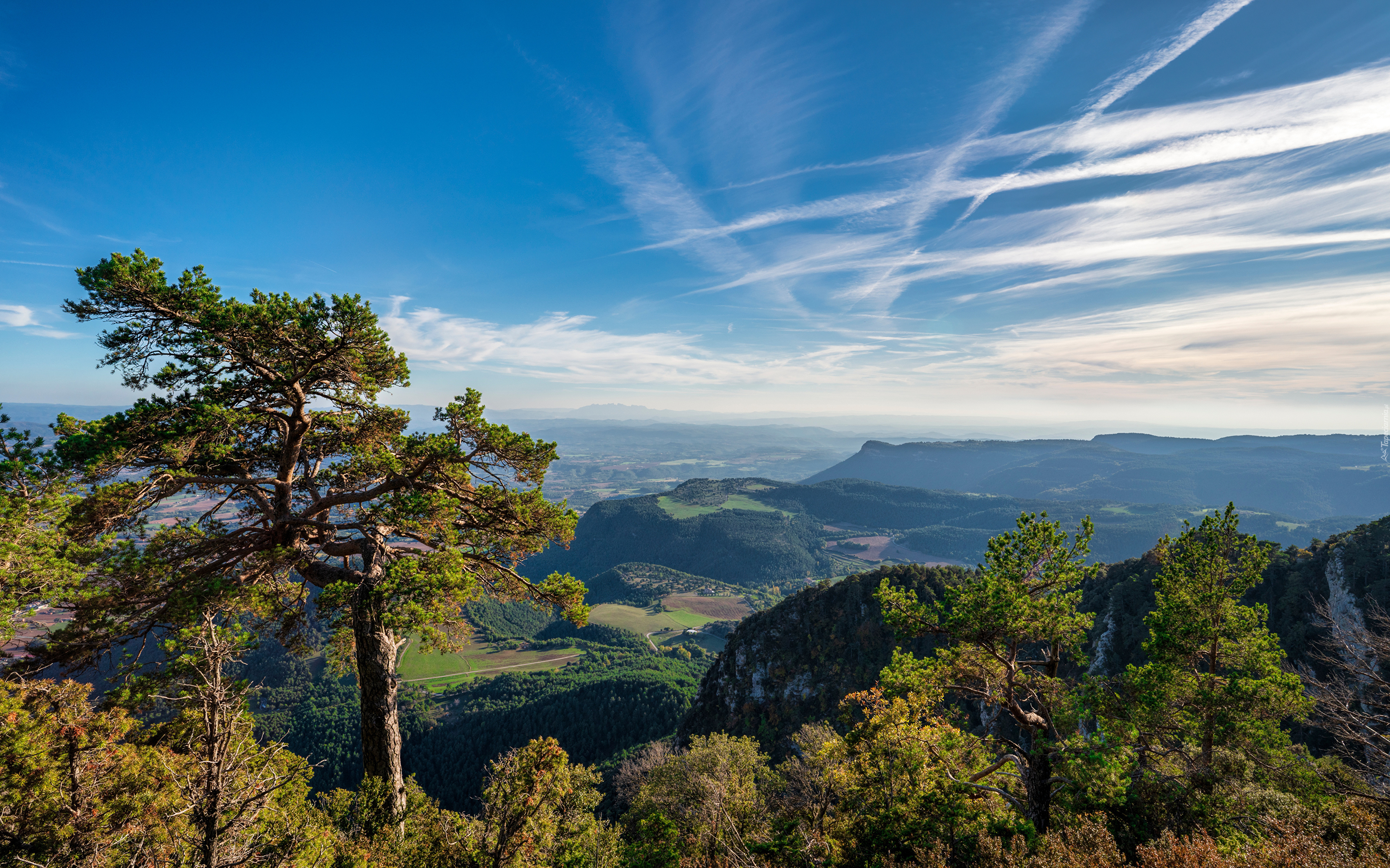 Hiszpania, Katalonia, Gmina Castellar del Riu, Góry, Serra de Queralt Drzewa, Lasy