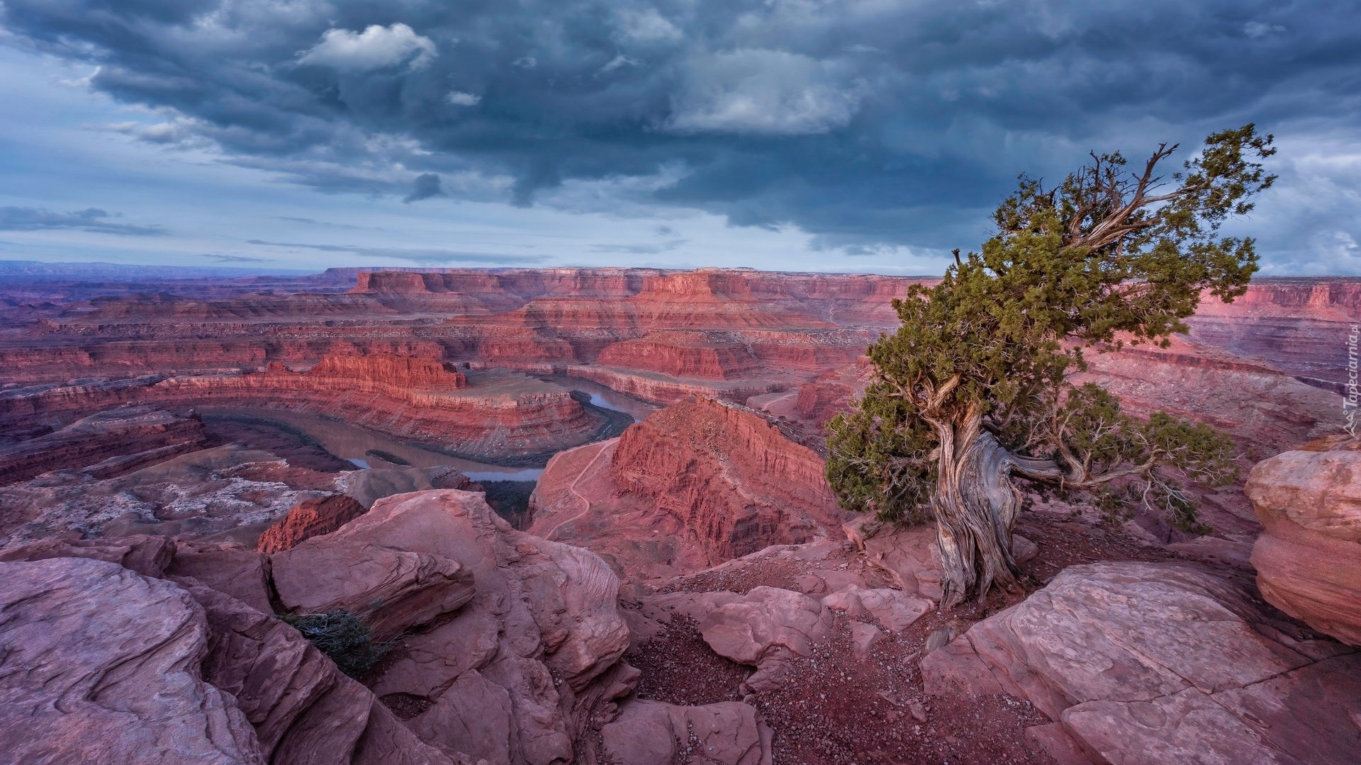 Rzeka Kolorado, Skały, Drzewo, Park stanowy Dead Horse Point, Stan Utah, Stany Zjednoczone