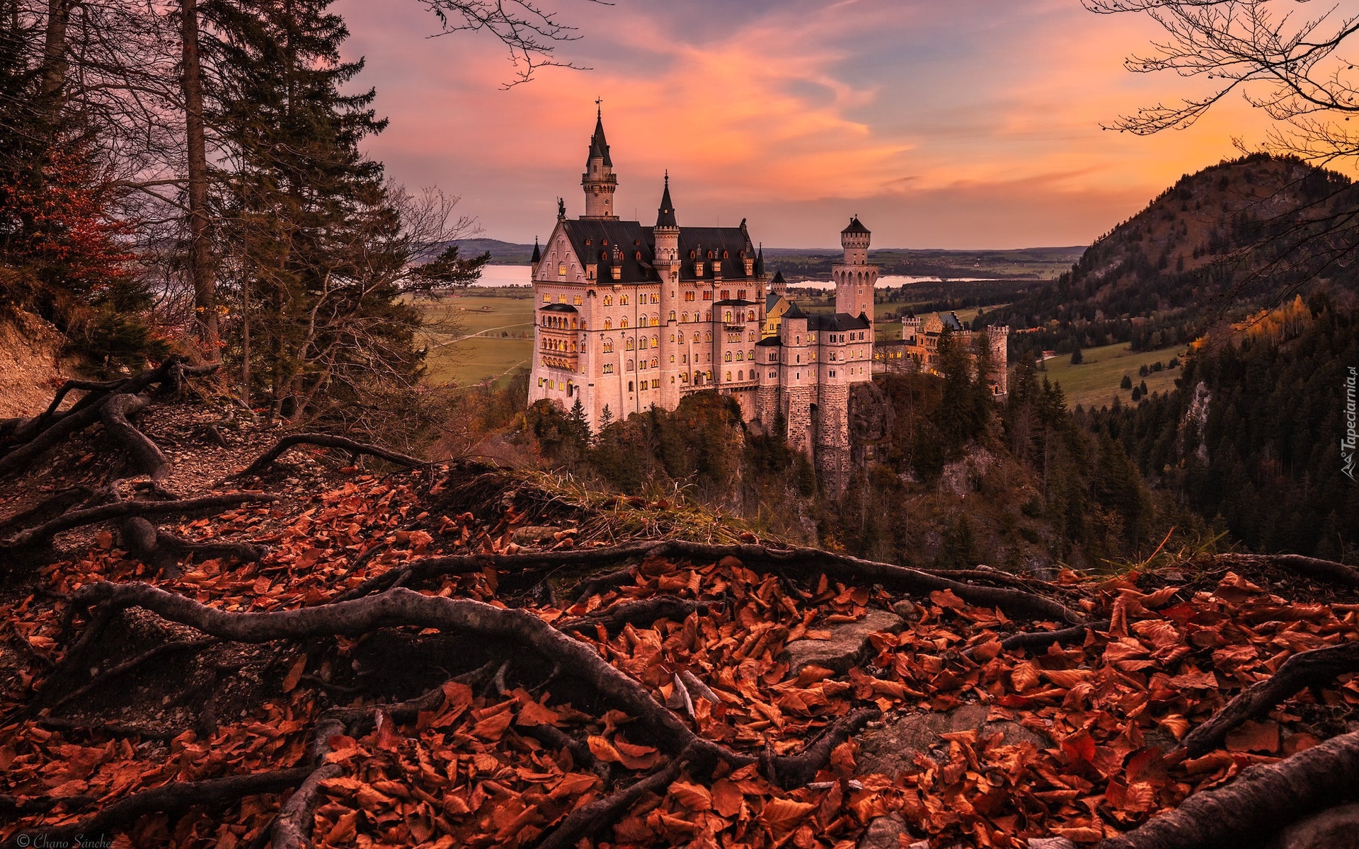 Niemcy, Bawaria, Zamek Neuschwanstein, Drzewa, Jesień, Wzgórza, Korzenie, Liście