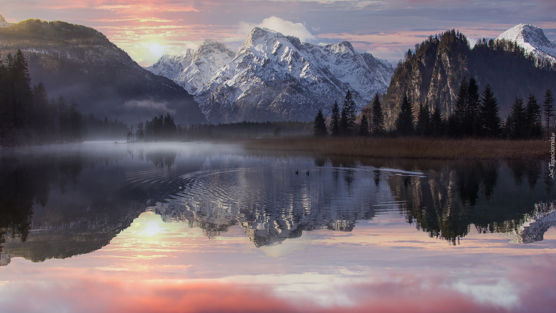 Jezioro Almsee, Drzewa, Góry, Totes Gebirge, Mgła, Kaczki, Austria