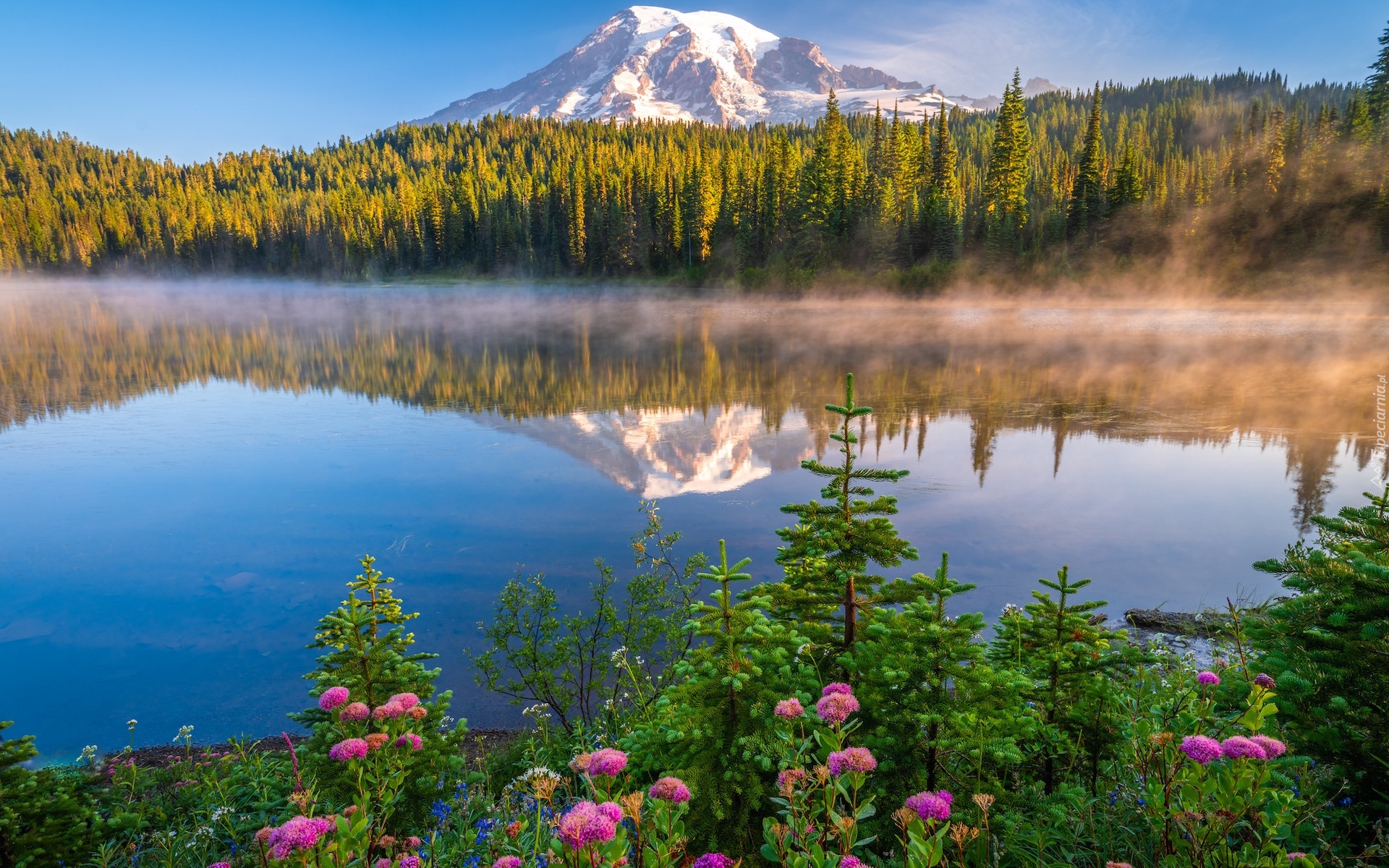 Park Narodowy Mount Rainier, Góry, Stratowulkan Mount Rainier, Drzewa, Świerki, Kwiaty, Mgła, Jezioro, Reflection Lake, Odbicie, Stan Waszyngton, Stany Zjednoczone