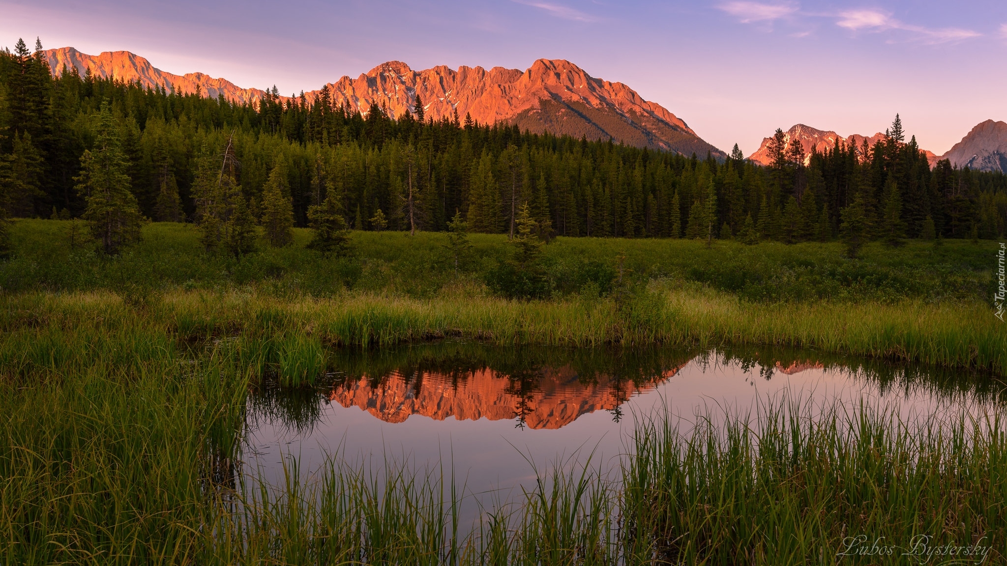 Kanada, Prowincja Alberta, Kananskis, Góry, Staw, Drzewa, Szuwary, Odbicie