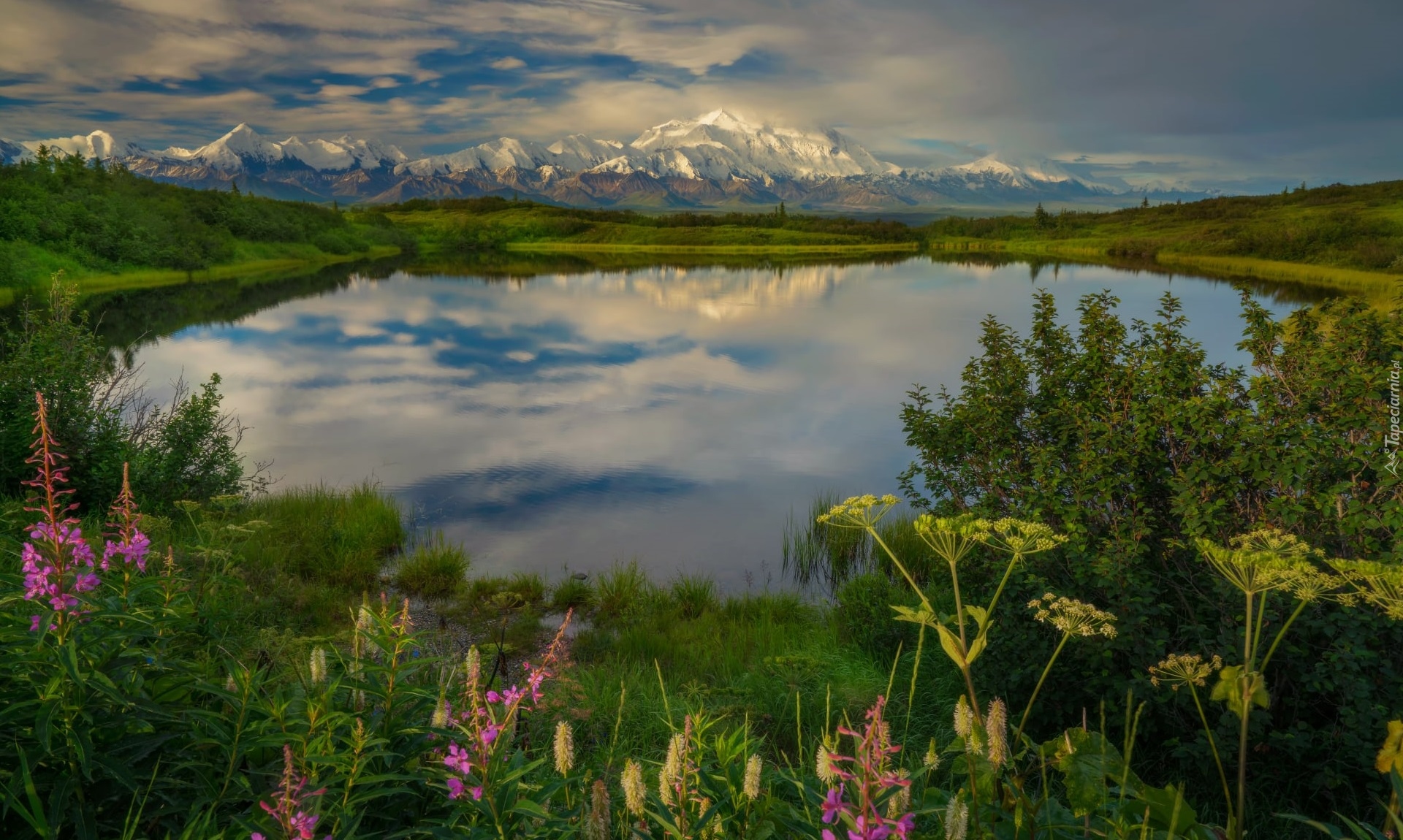 Góry, Staw, Reflection Pond, Krzewy, Rośliny, Park Narodowy Denali, Góry, Kordyliery, Alaska, Stany Zjednoczone