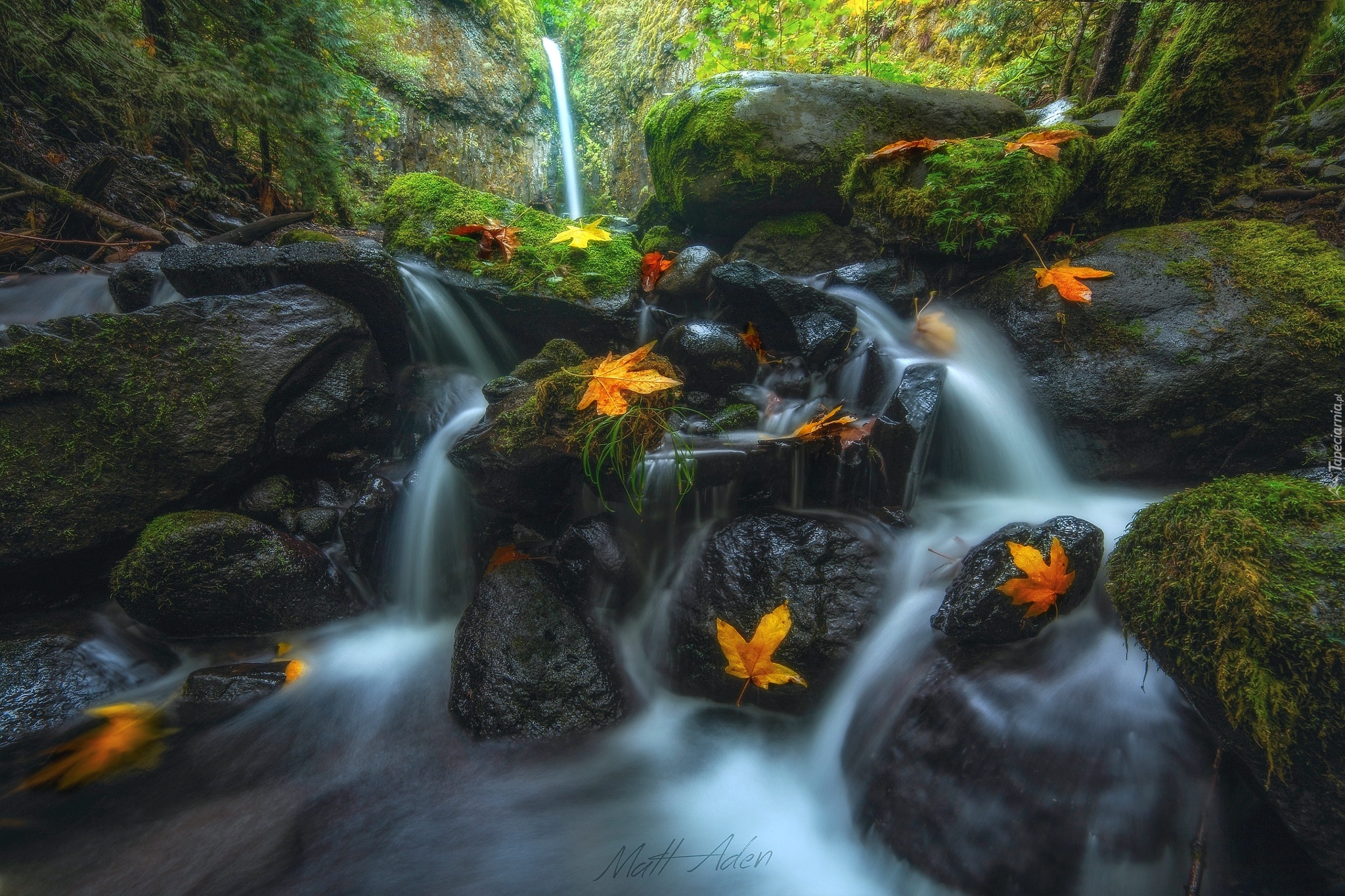 Stany Zjednoczone, Stan Oregon, Rezerwat przyrody Columbia River Gorge, Wodospad Dry Creek Falls, Strumień, Jesień, Liście, Las, Kamienie, Mech, Roślinność