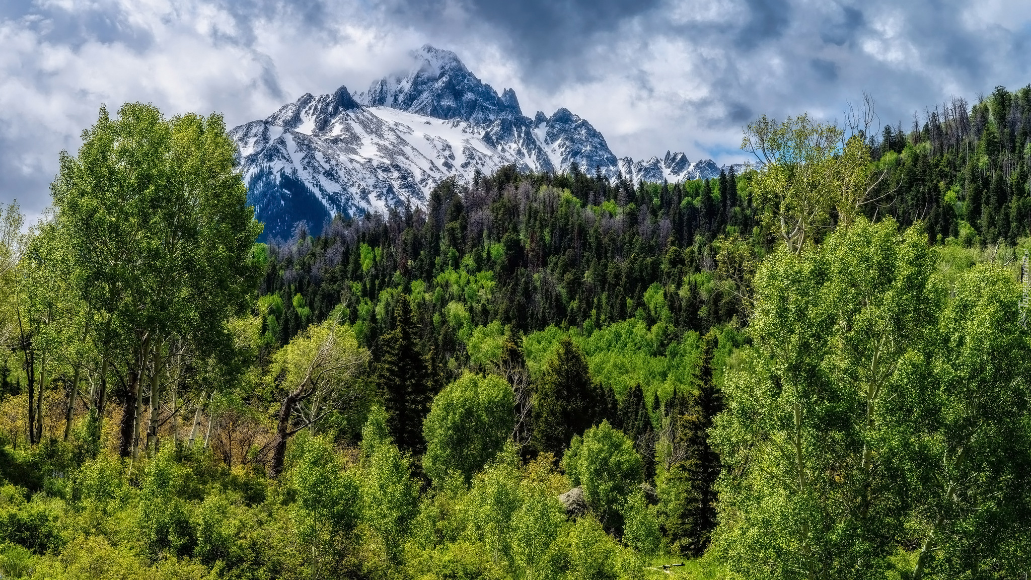 Stany Zjednoczone, Kolorado, Góry, San Juan Mountains, Mount Sneffels, Las, Drzewa