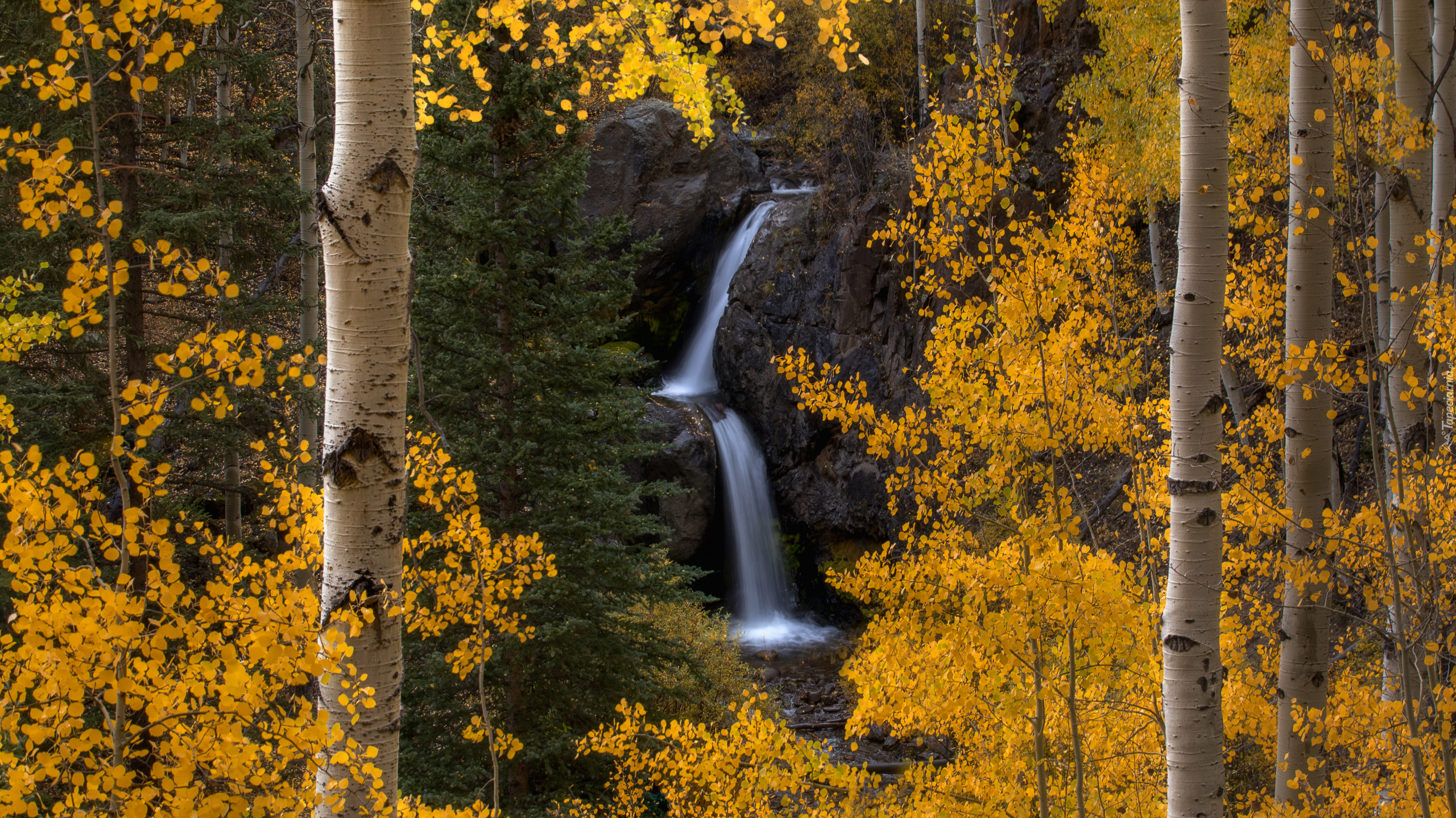 Jesień, Las, Drzewa, Brzozy, Wodospad, Nellie Creek Falls, Kolorado, Stany Zjednoczone