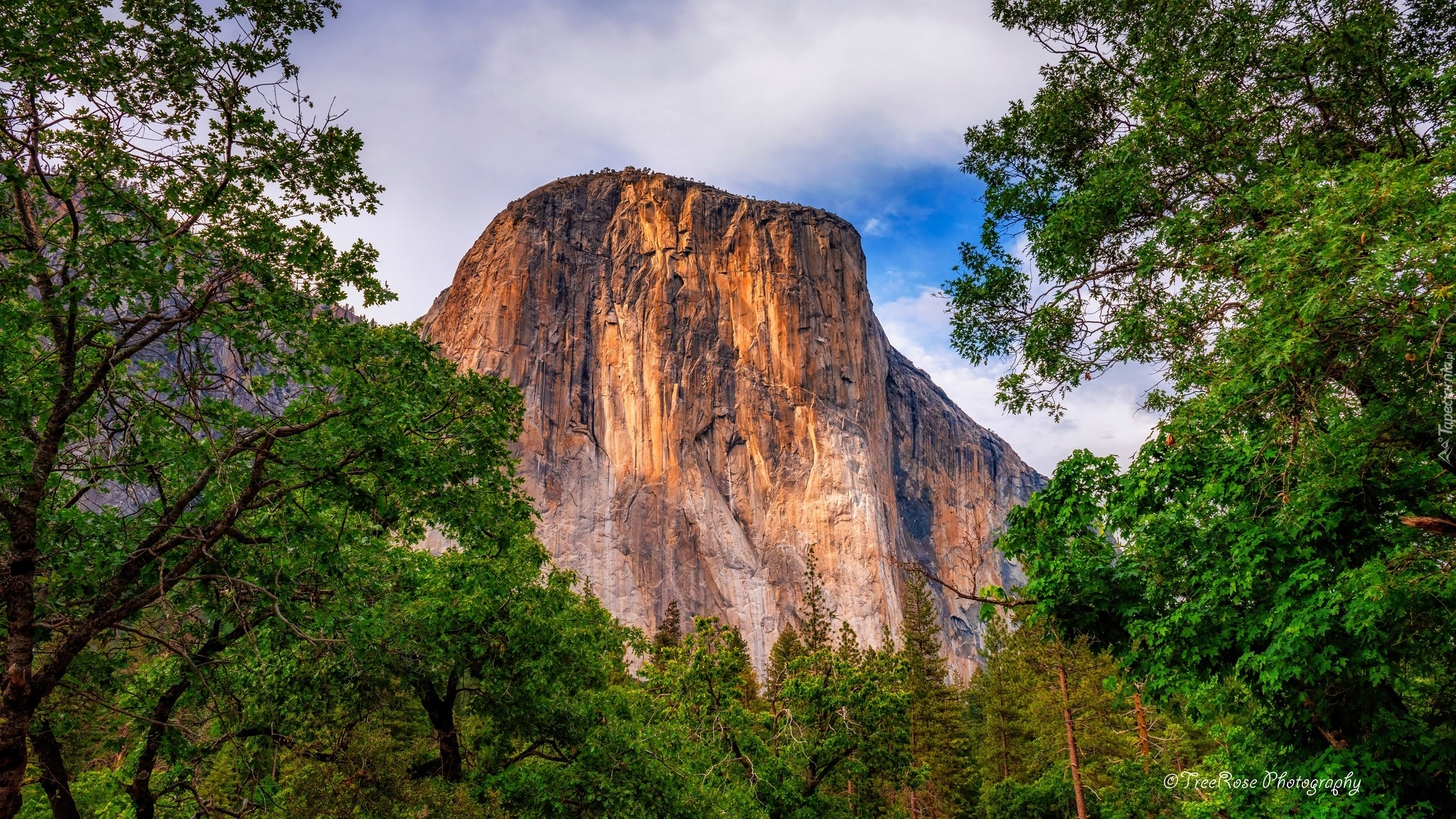 Stany Zjednoczone, Kalifornia, Park Narodowy Yosemite, Góra, El Capitan, Drzewa