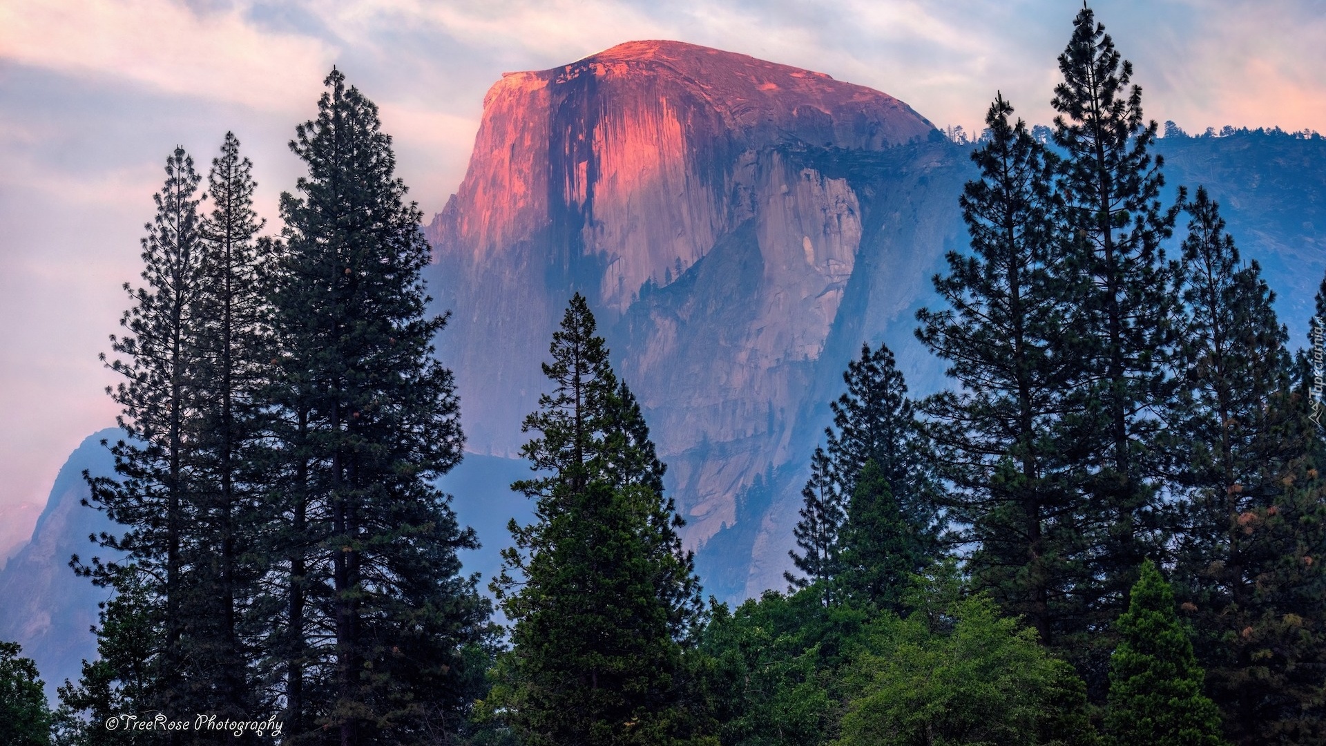 Stany Zjednoczone, Kalifornia, Park Narodowy Yosemite, Góra, Half Dome, Drzewa